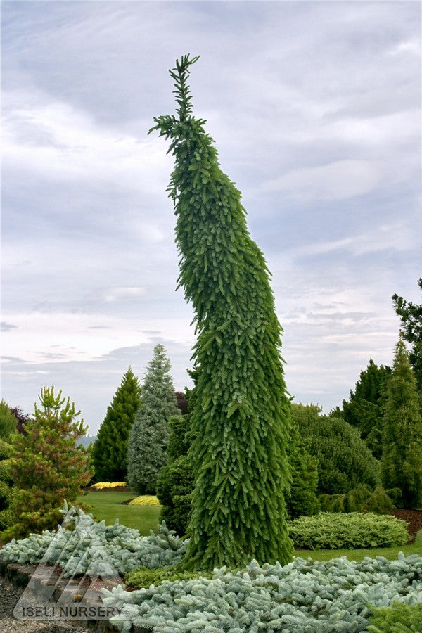 Picea omorika Pendula Bruns Bruns Weeping Serbian Spruce