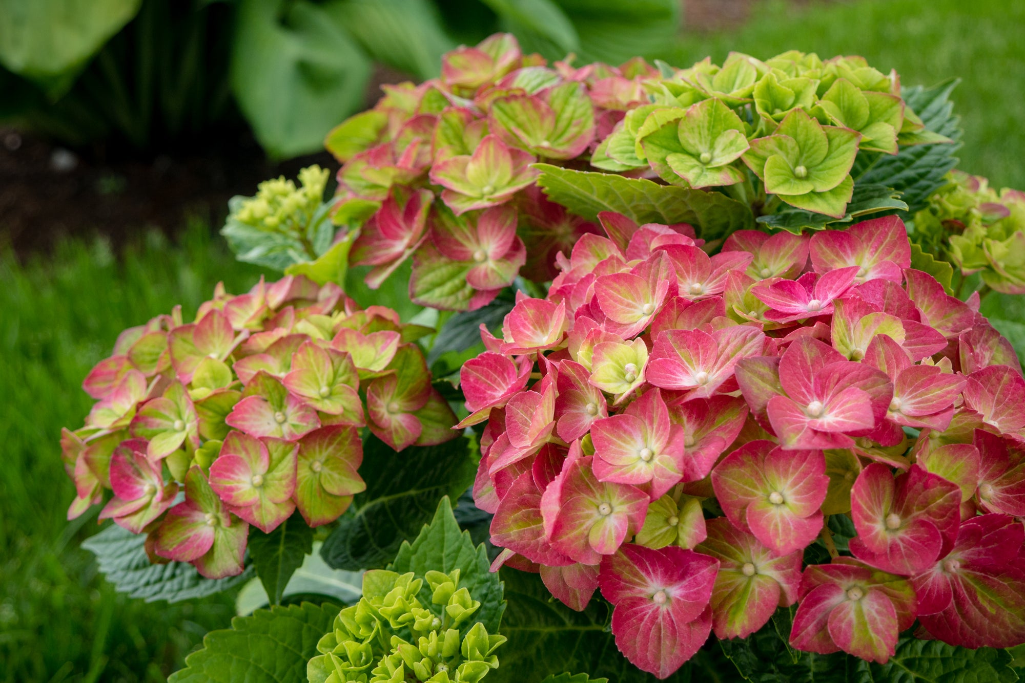 Hydrangea macrophylla Tilt A Swirl QUFU PPAF, CPBRAF Tilt A Swirl Hydrangea