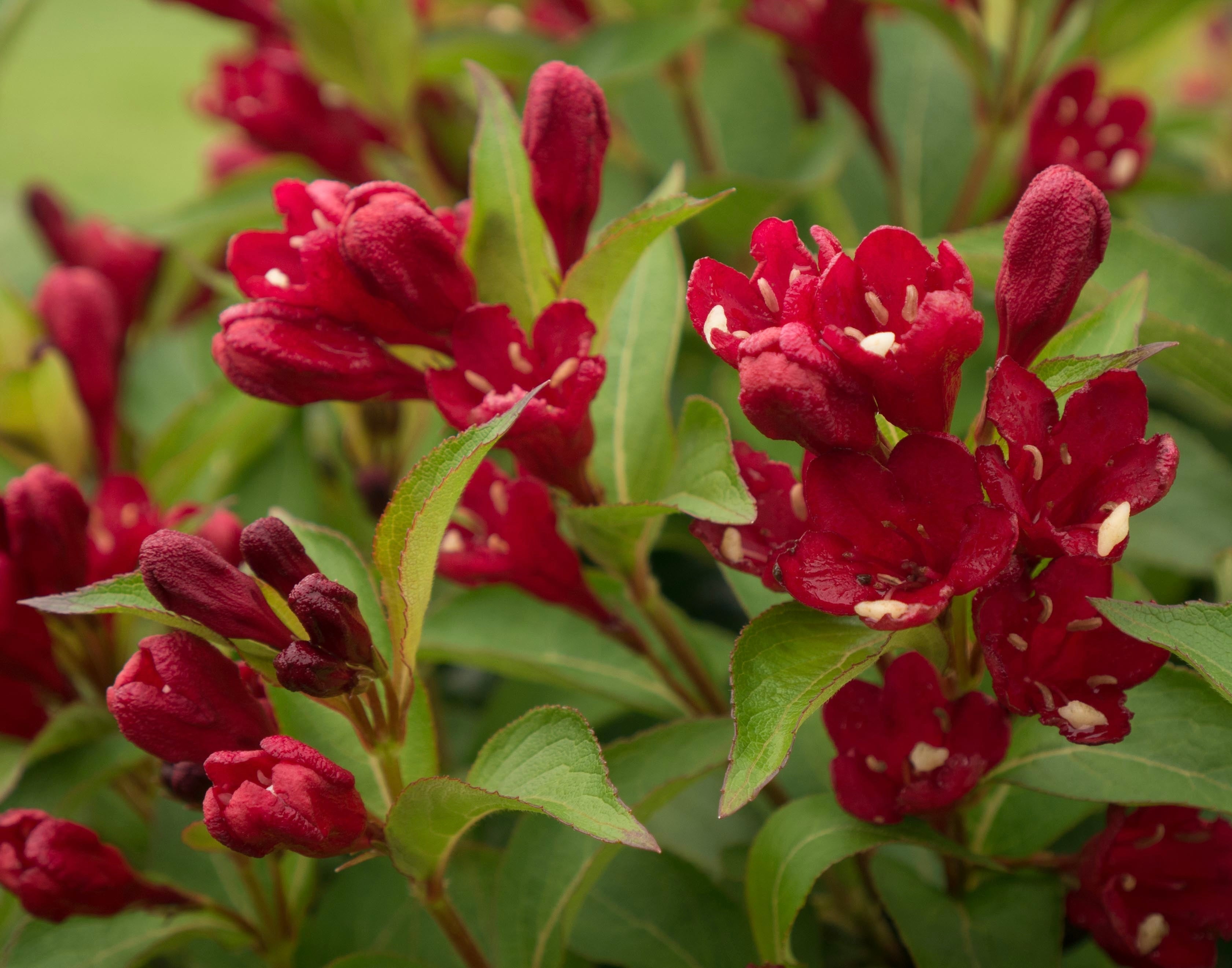 Crimson Kisses® Weigela – GardenTap