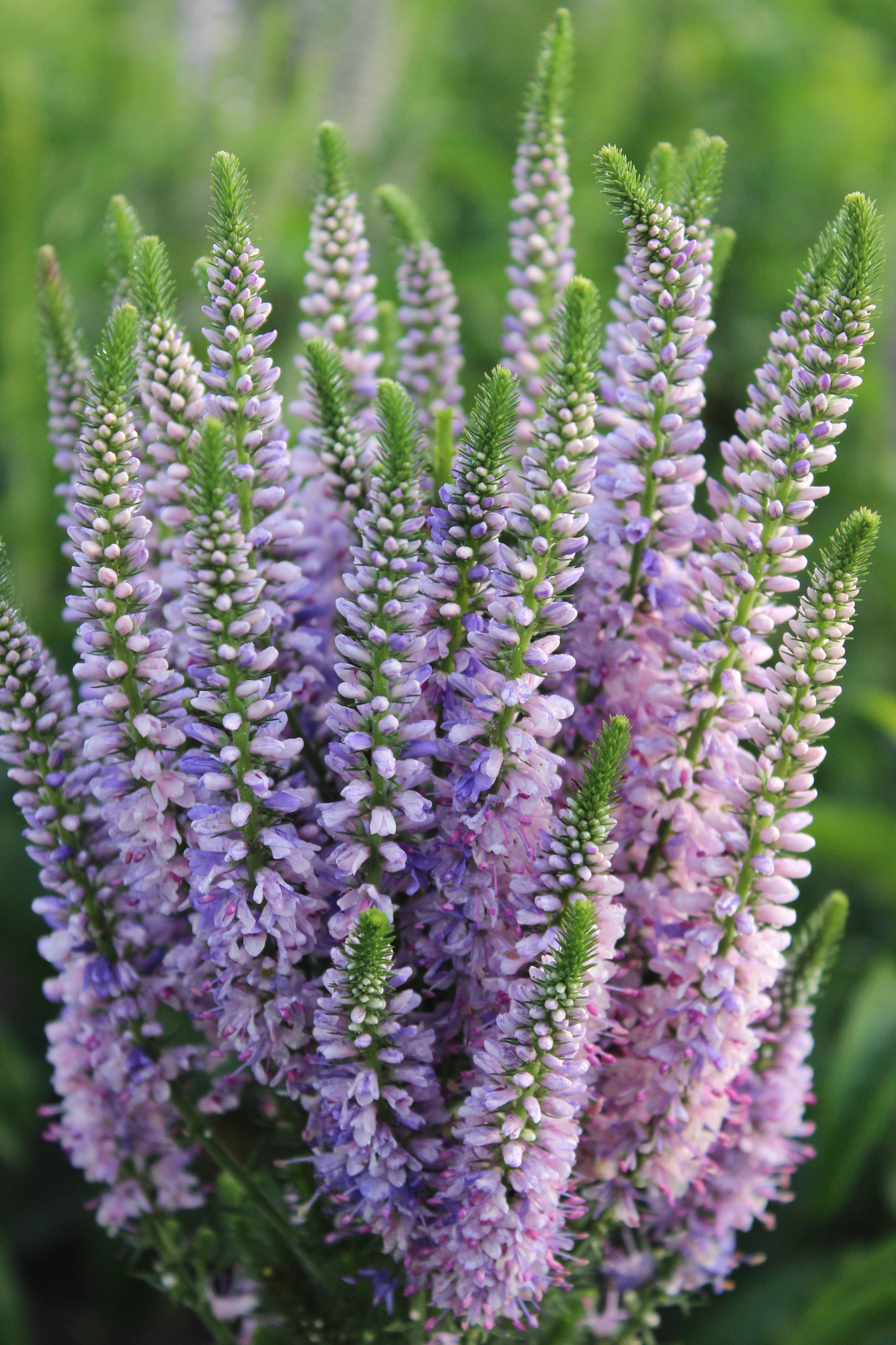 Veronica x Bicolor Explosion PP25924 Speedwell