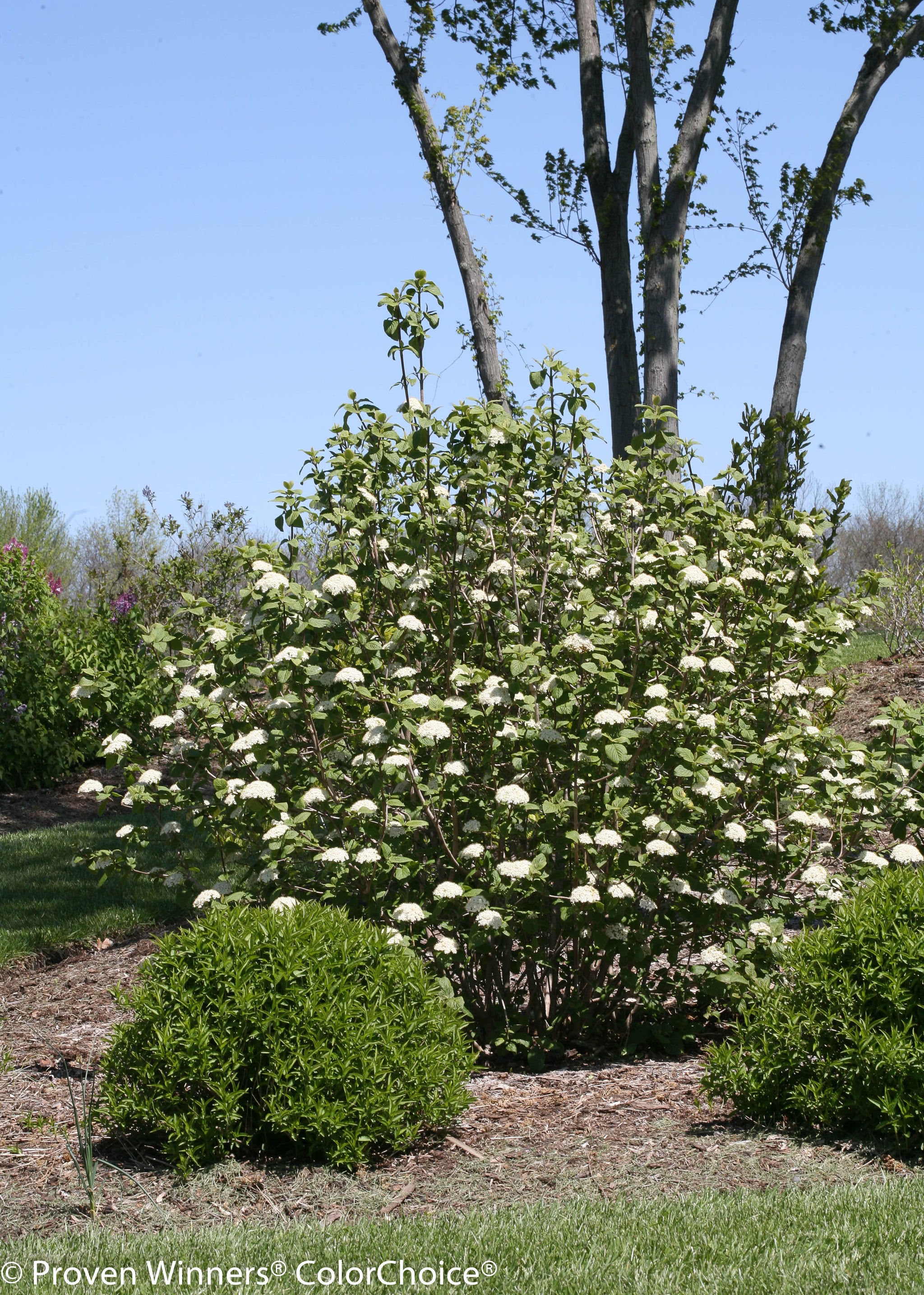 Viburnum x Red Balloon Redell PP24227, CPBR4913 Red Balloon Viburnum