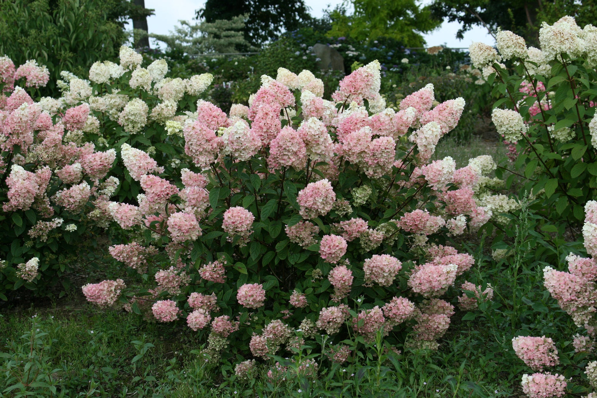 Hydrangea paniculata Strawberry Sundae Rensun PP25438, CPBR4609 Strawberry Sundae Hydrangea