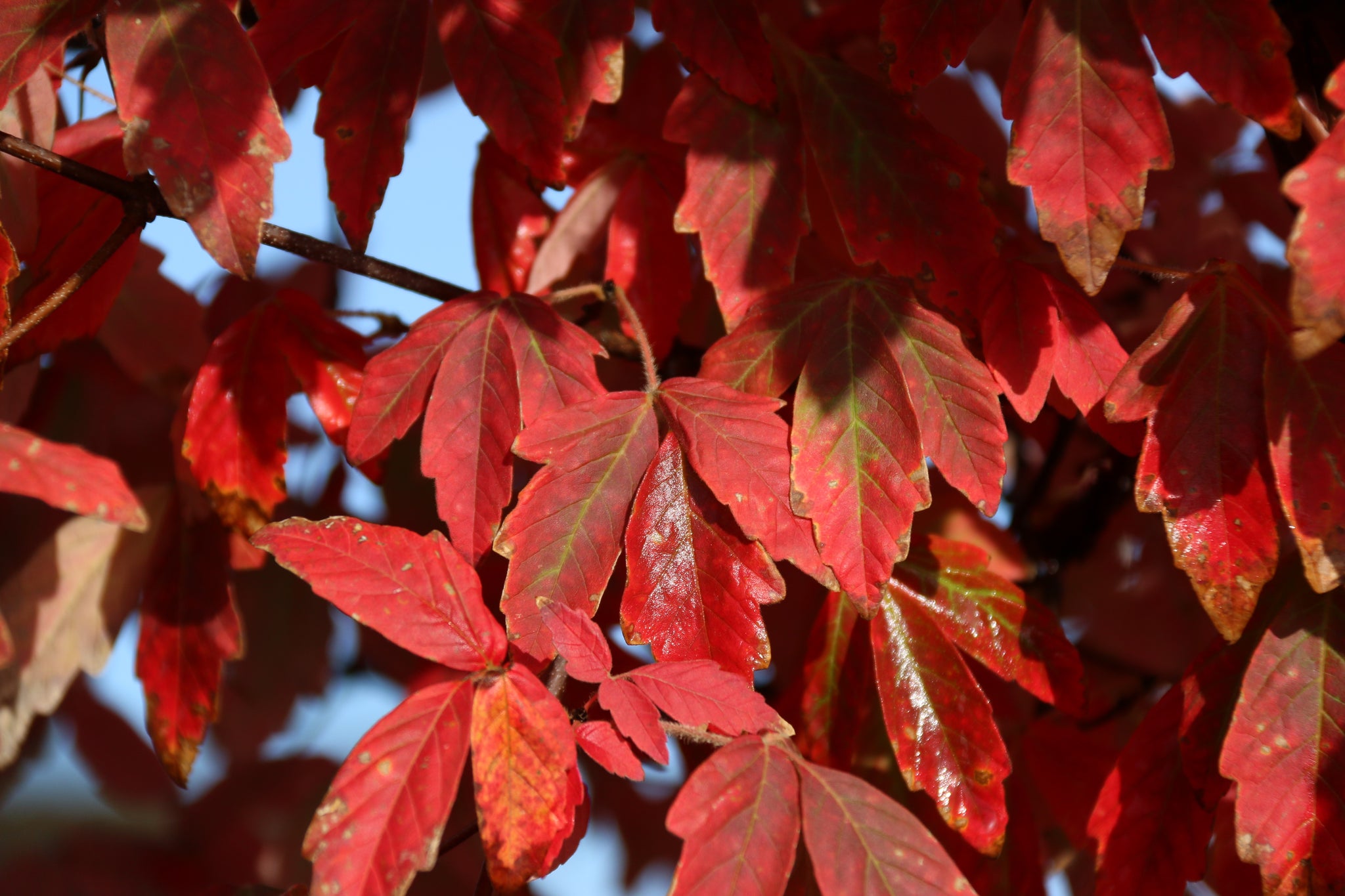 Acer griseum Fireburst JFS KW8AGRI Fireburst Paperbark Maple