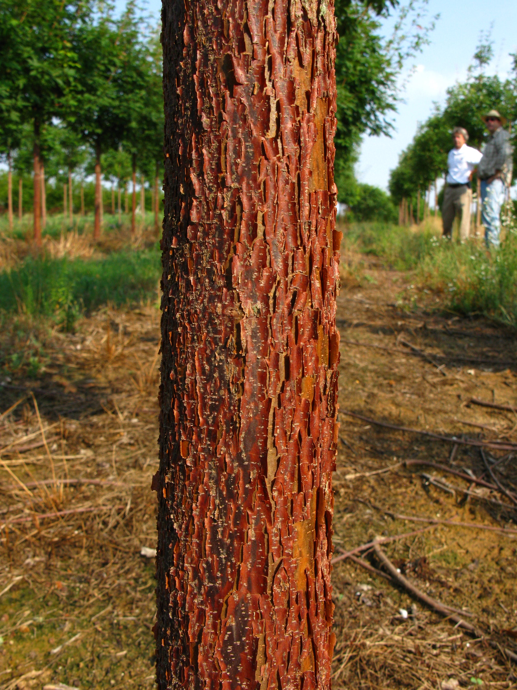 Acer griseum x maximowiczianum Cinnamon Girl Molly Fordham Cinnamon Girl Maple