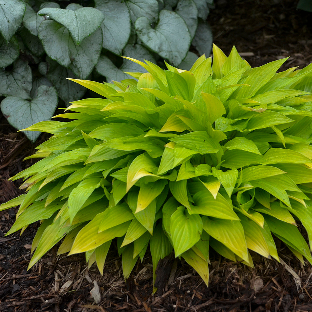 Hosta Munchkin Fire Plantain Lily