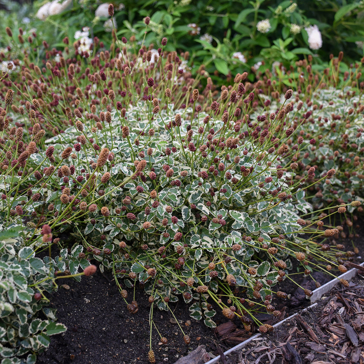 Sanguisorba officinalis var. microcephala Little Angel Dwarf Burnet