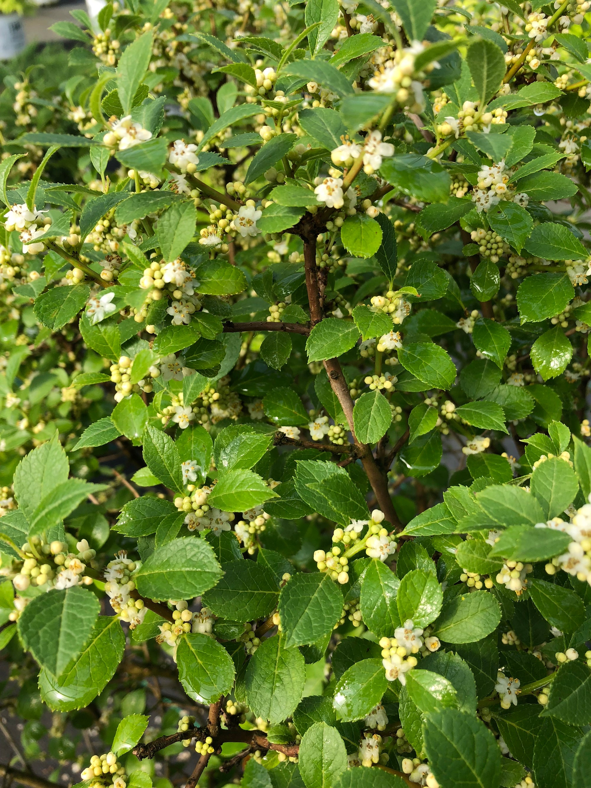 Ilex verticillata Berry Poppins FarrowBPop PP25835, CPBR5286 Berry Poppins Winterberry