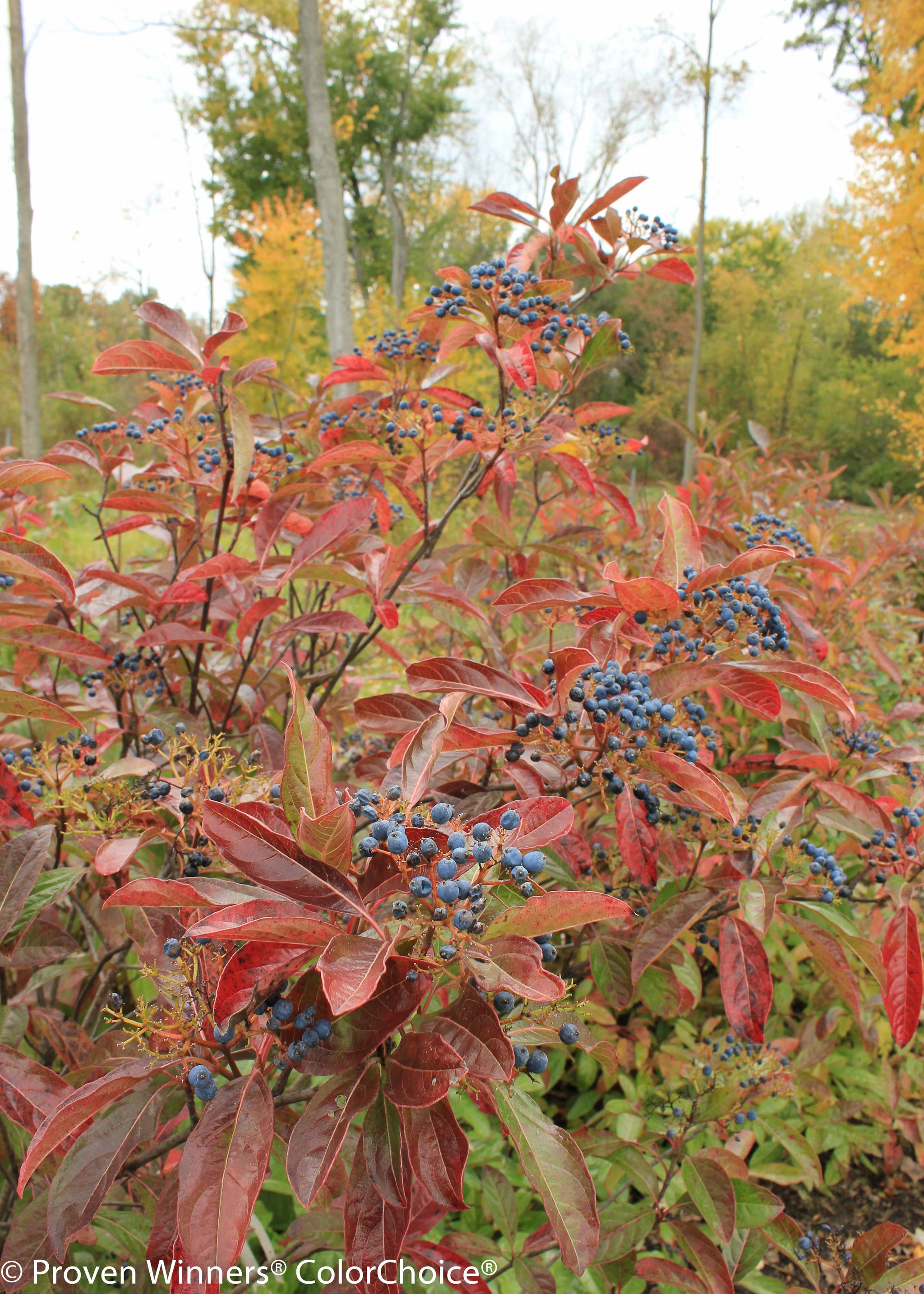 Viburnum nudum Brandywine Bulk PPAF Brandywine Viburnum