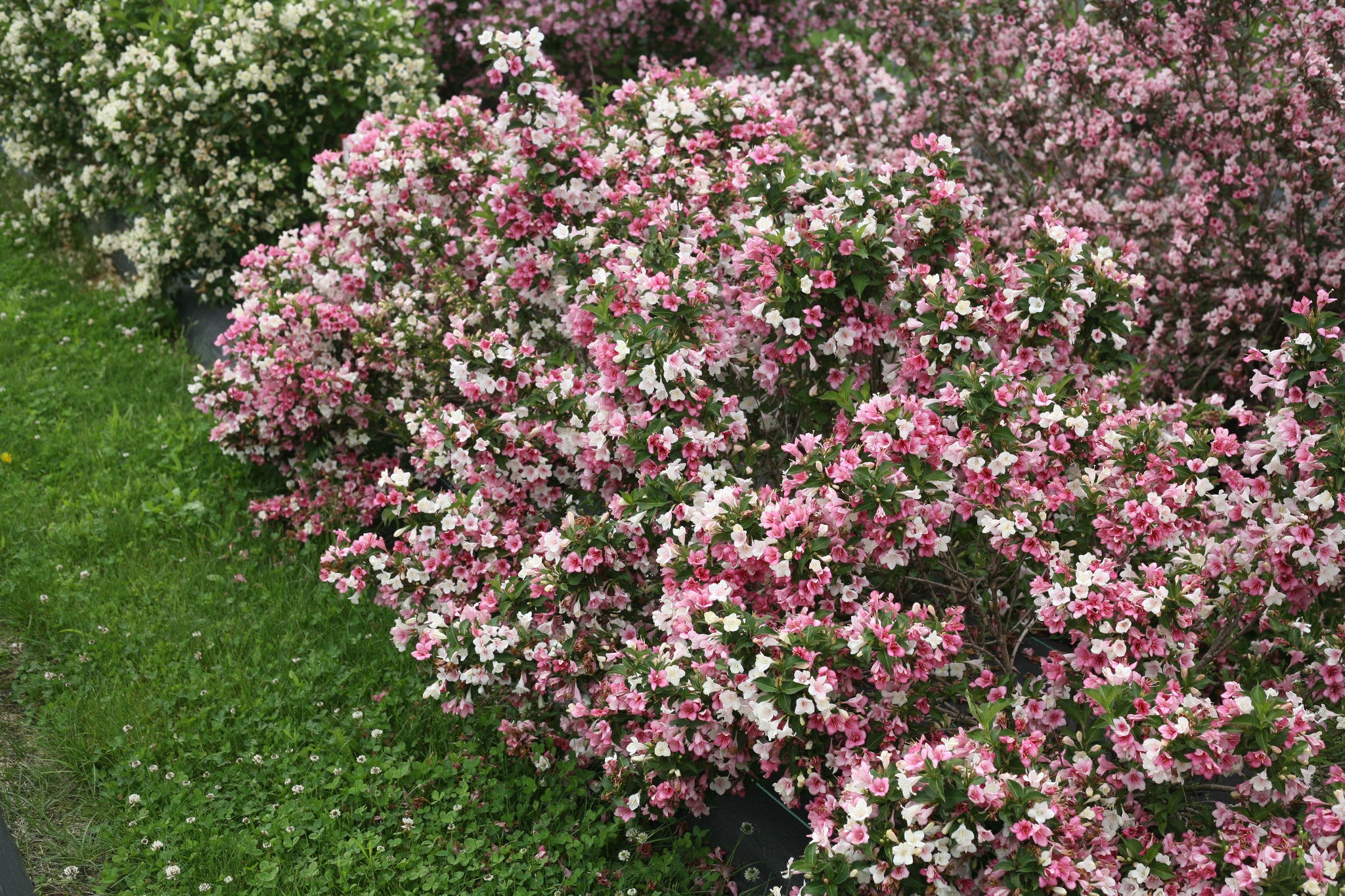 Weigela florida Czechmark Trilogy VUKOZGemini PP28969, CPBRAF Czechmark Trilogy Weigela