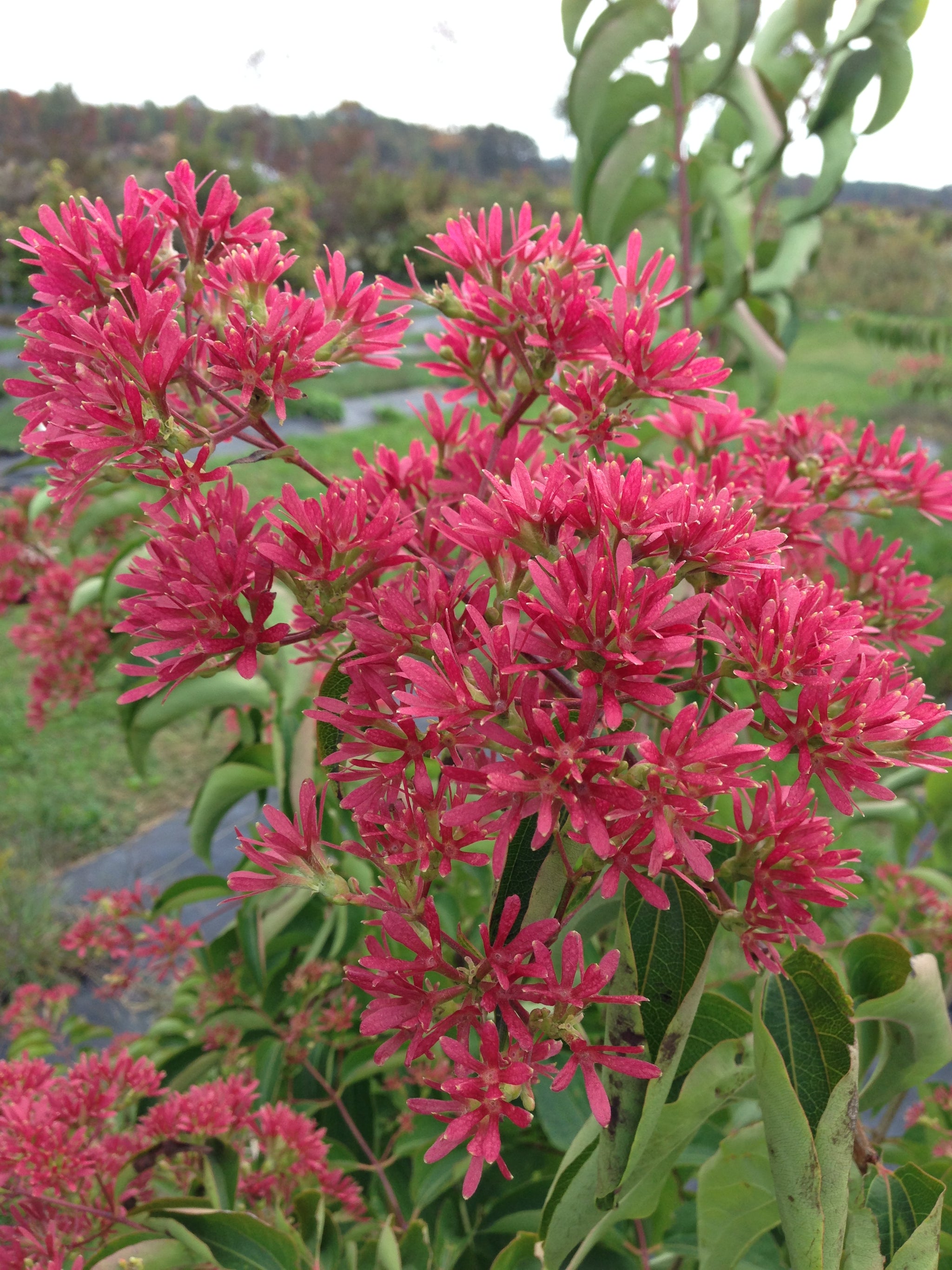 Heptacodium miconioides Temple of Bloom SMHMRF PP30763, CPBRAF Temple of Bloom Seven Son Flower