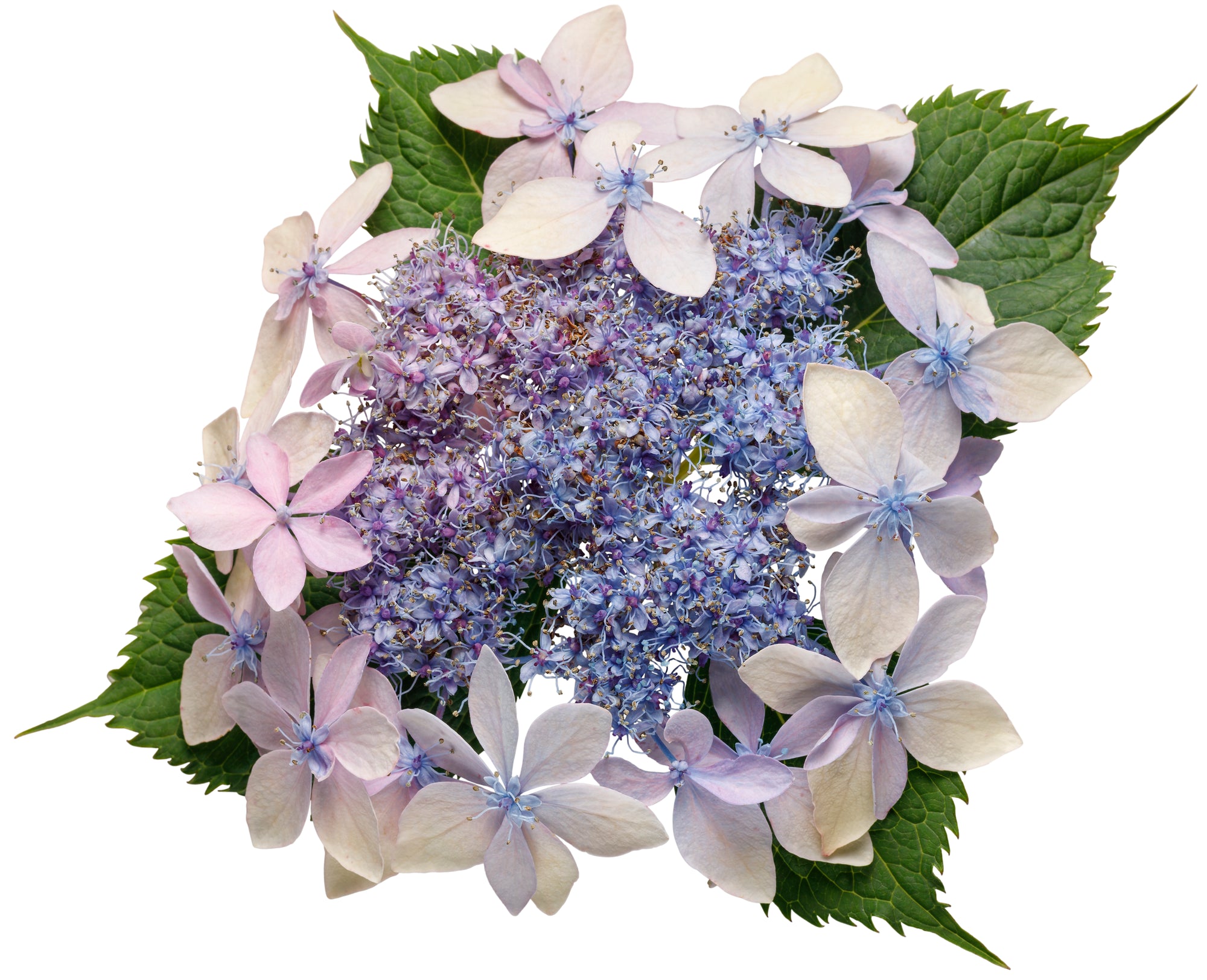 Hydrangea serrata Tuff Stuff Ah Ha SMNHSDD PP29832, CPBRAF Tuff Stuff Ah Ha Mountain Hydrangea