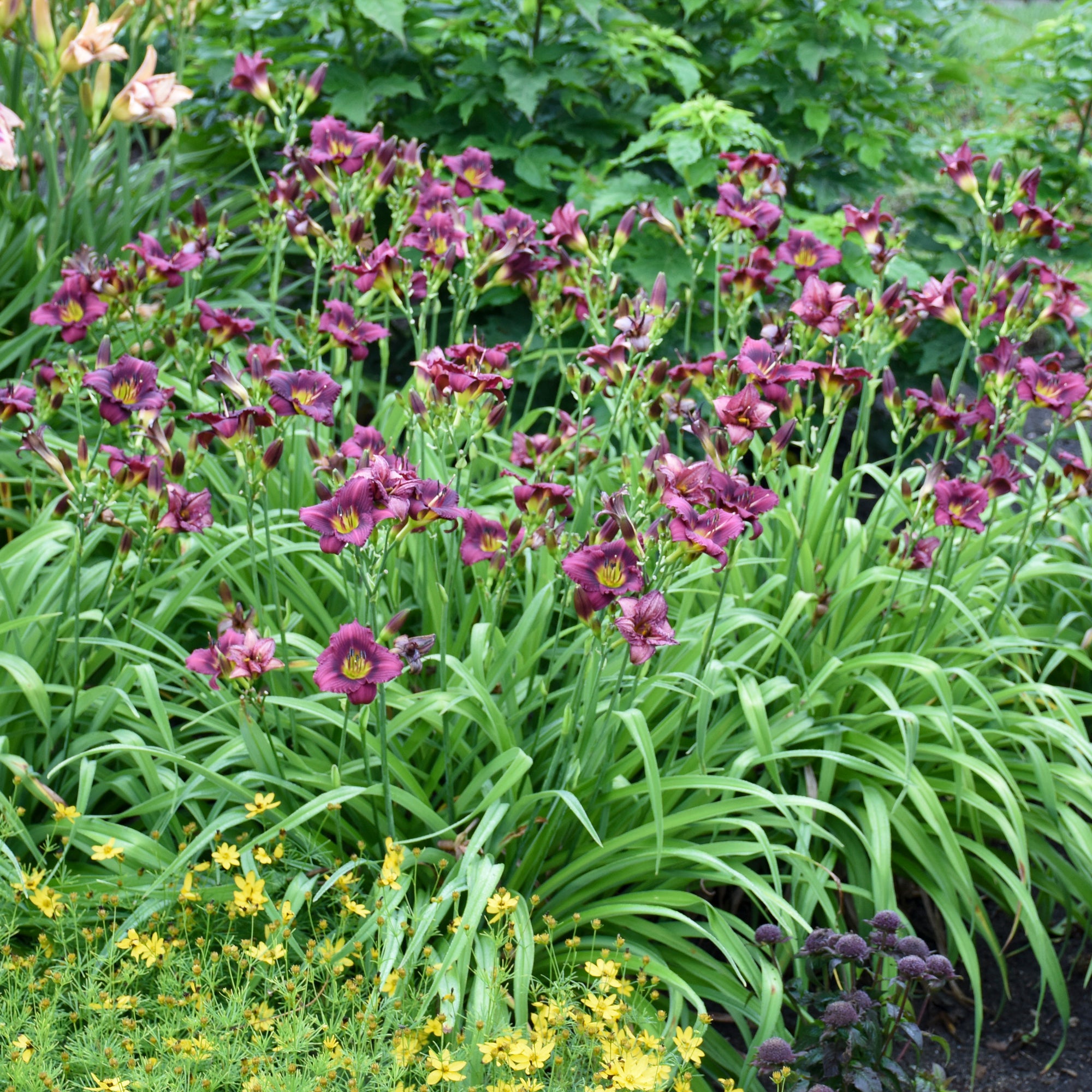 Hemerocallis Little Grapette Daylily