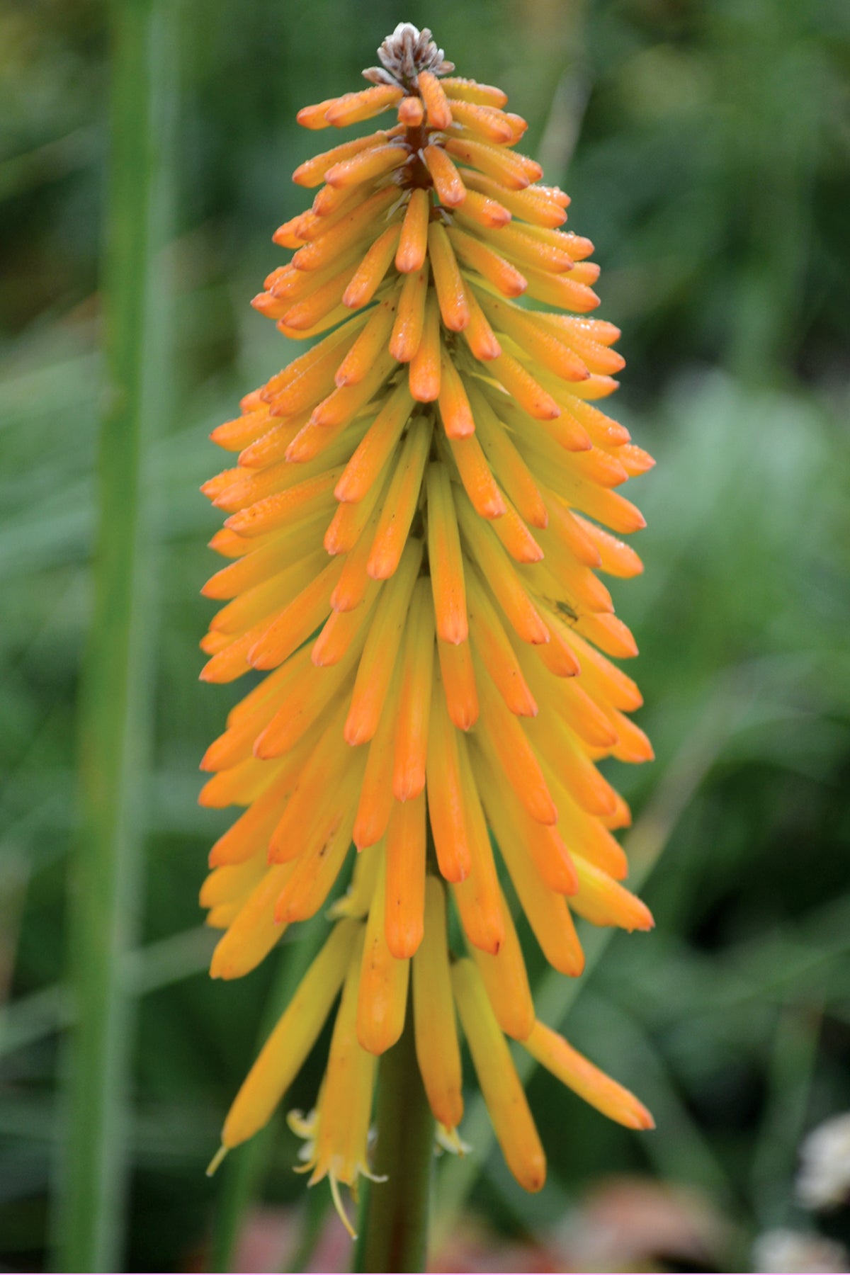 Kniphofia x Mango Popsicle PP22968 Red Hot Poker