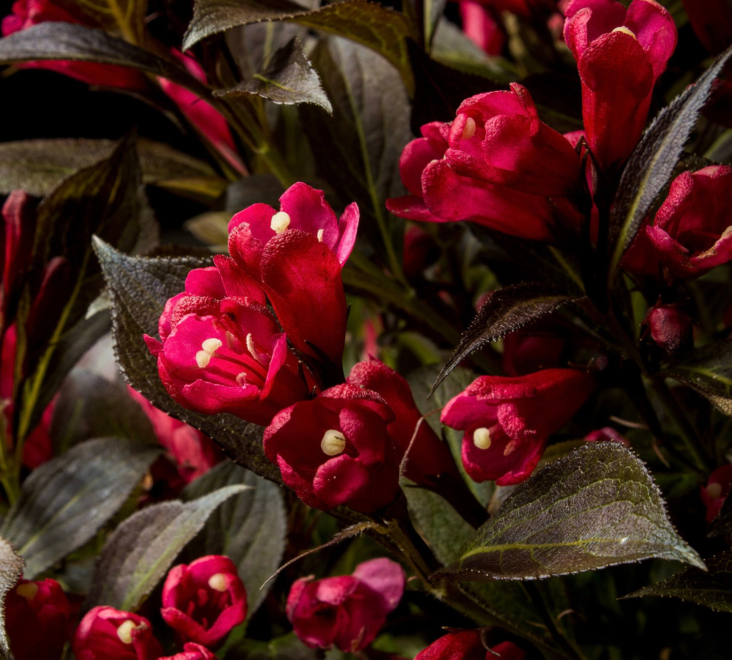 Weigela x Electric Love ZR1 PP30065, CPBRAF Electric Love Weigela