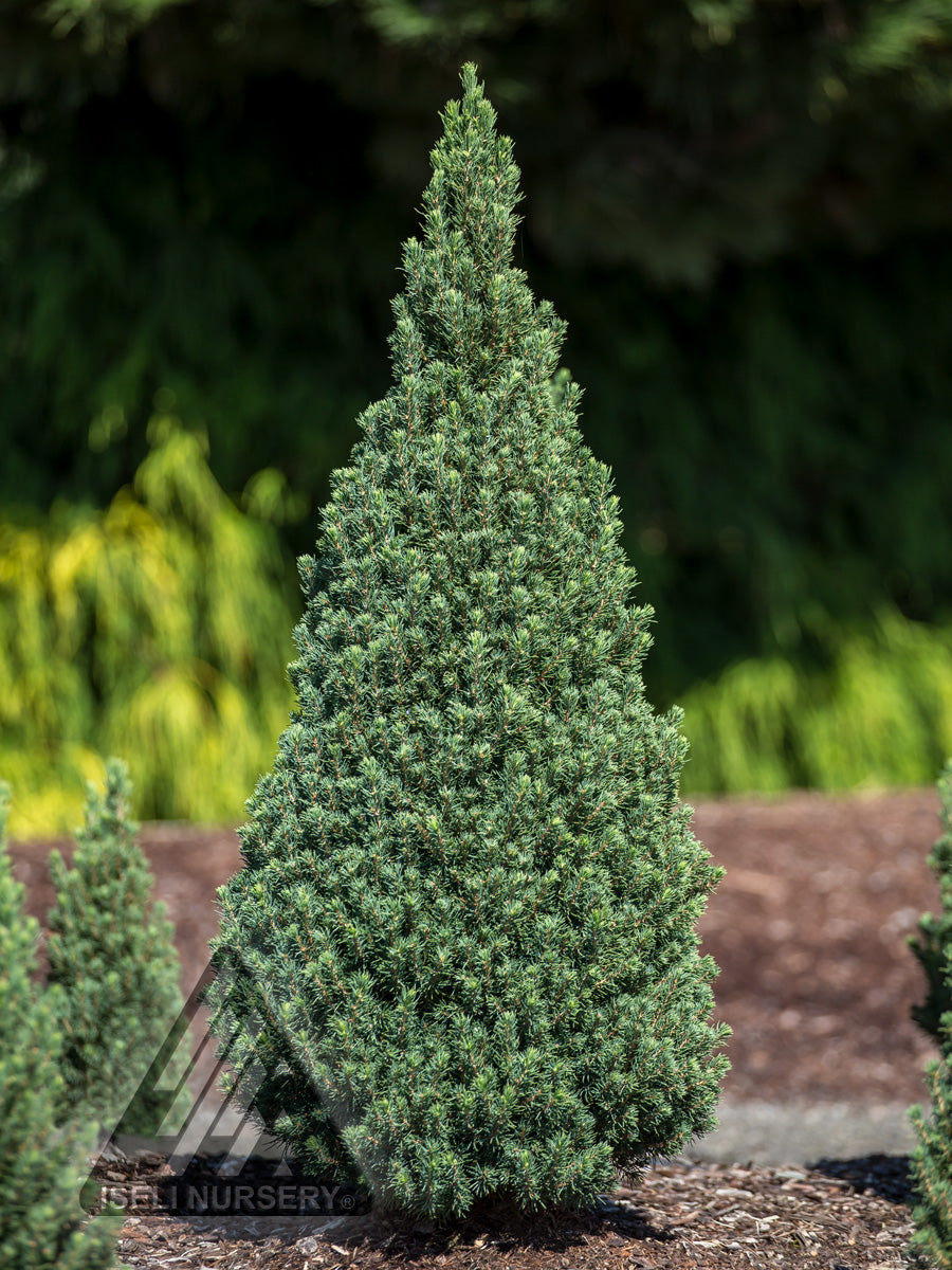 Picea glauca Jean's Dilly Jean's Dilly Alberta Spruce