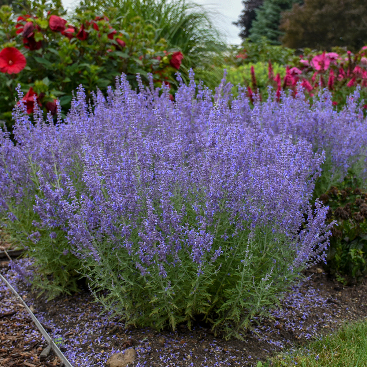 Perovskia atriplicifolia Denim 'n Lace PP28445, CPBR5568 Russian Sage