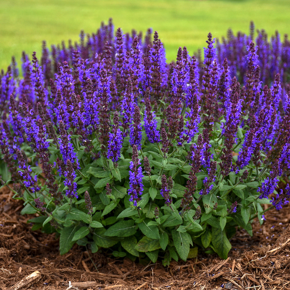 Salvia nemorosa Bumbleblue PP30084 Bumbleblue Meadow Sage