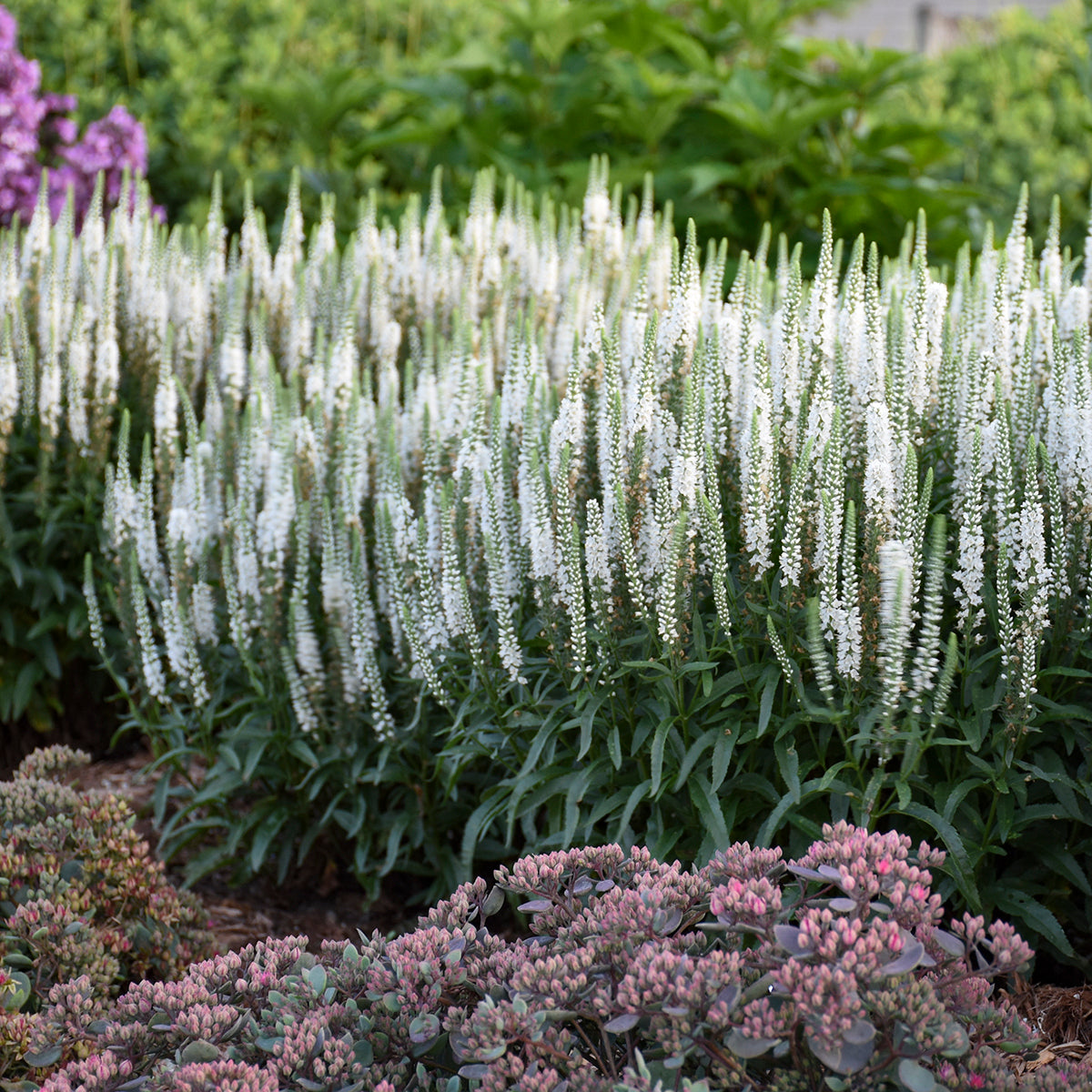 Veronica x White Wands PP27632, CPBRAF Spike Speedwell