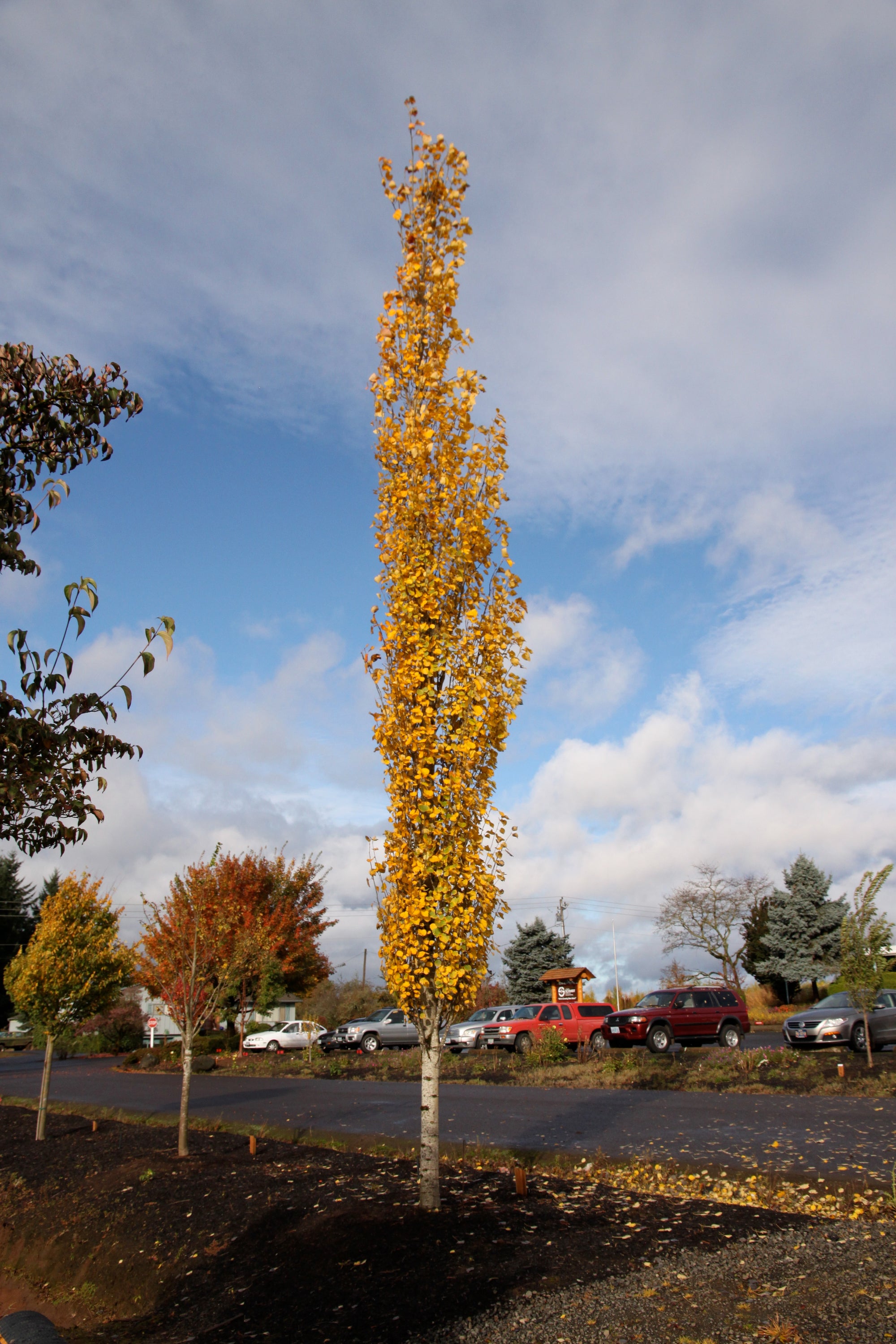 Populus tremuloides Mountain Sentinel JFS Column Mountain Sentinel Poplar