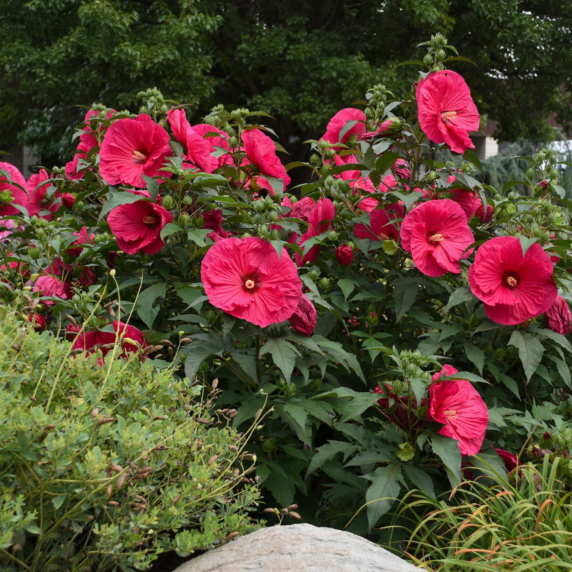 Hibiscus x Summer in Paradise PP28730 Rose Mallow