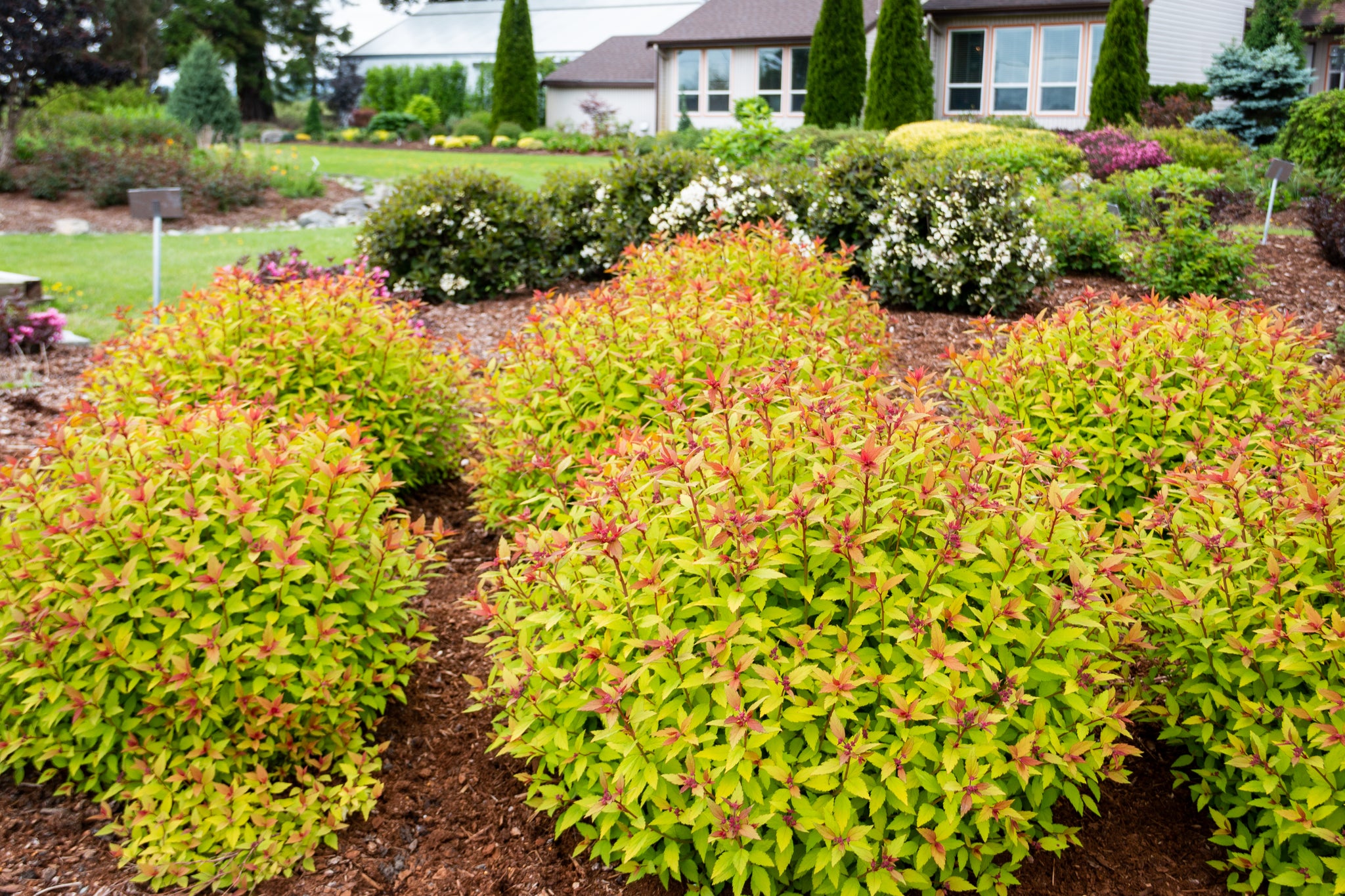 Spiraea japonica Rainbow Fizz Matgold PP28876, CPBR5634 Rainbow Fizz Spirea