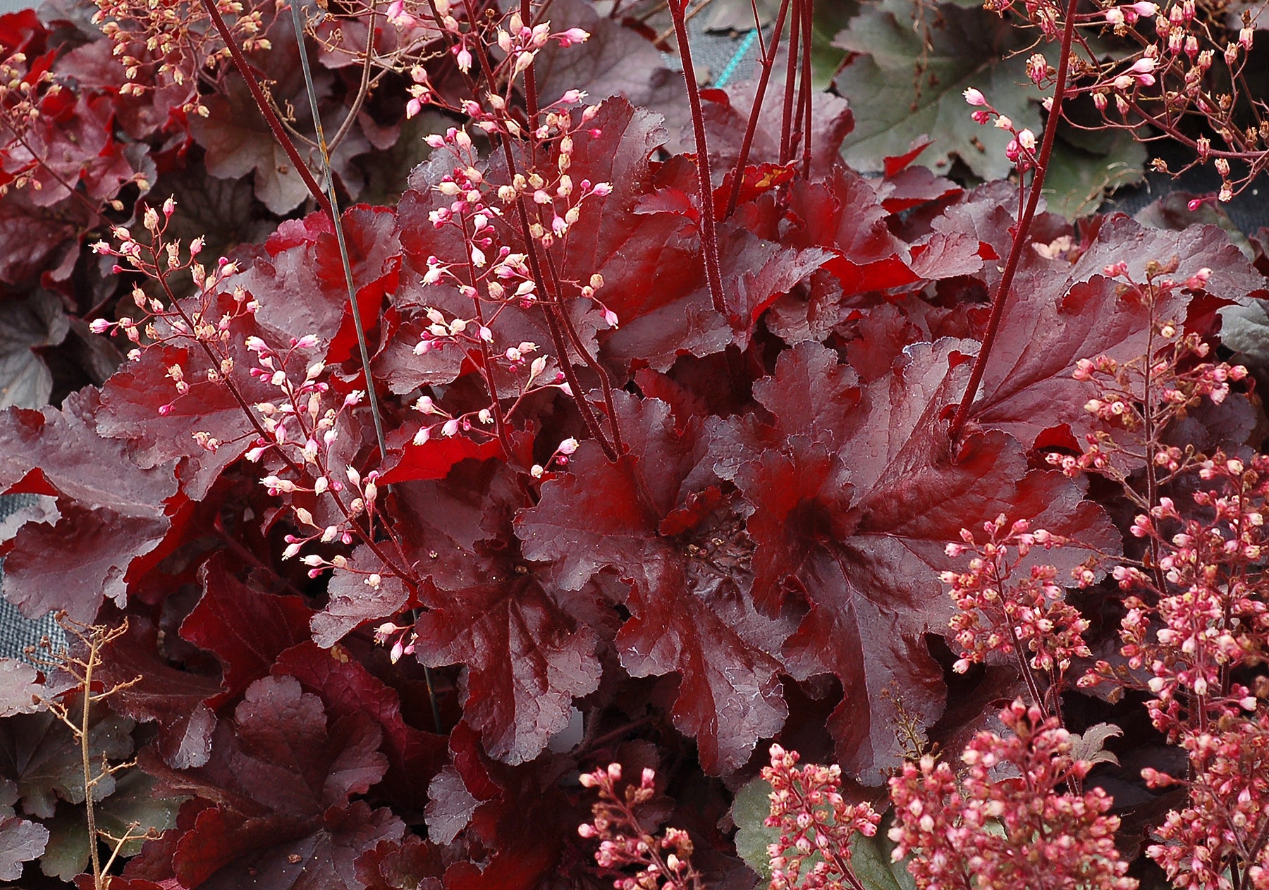 Heuchera x FOREVER Red TNHEUFR PP29644  FOREVER Red Coral Bells