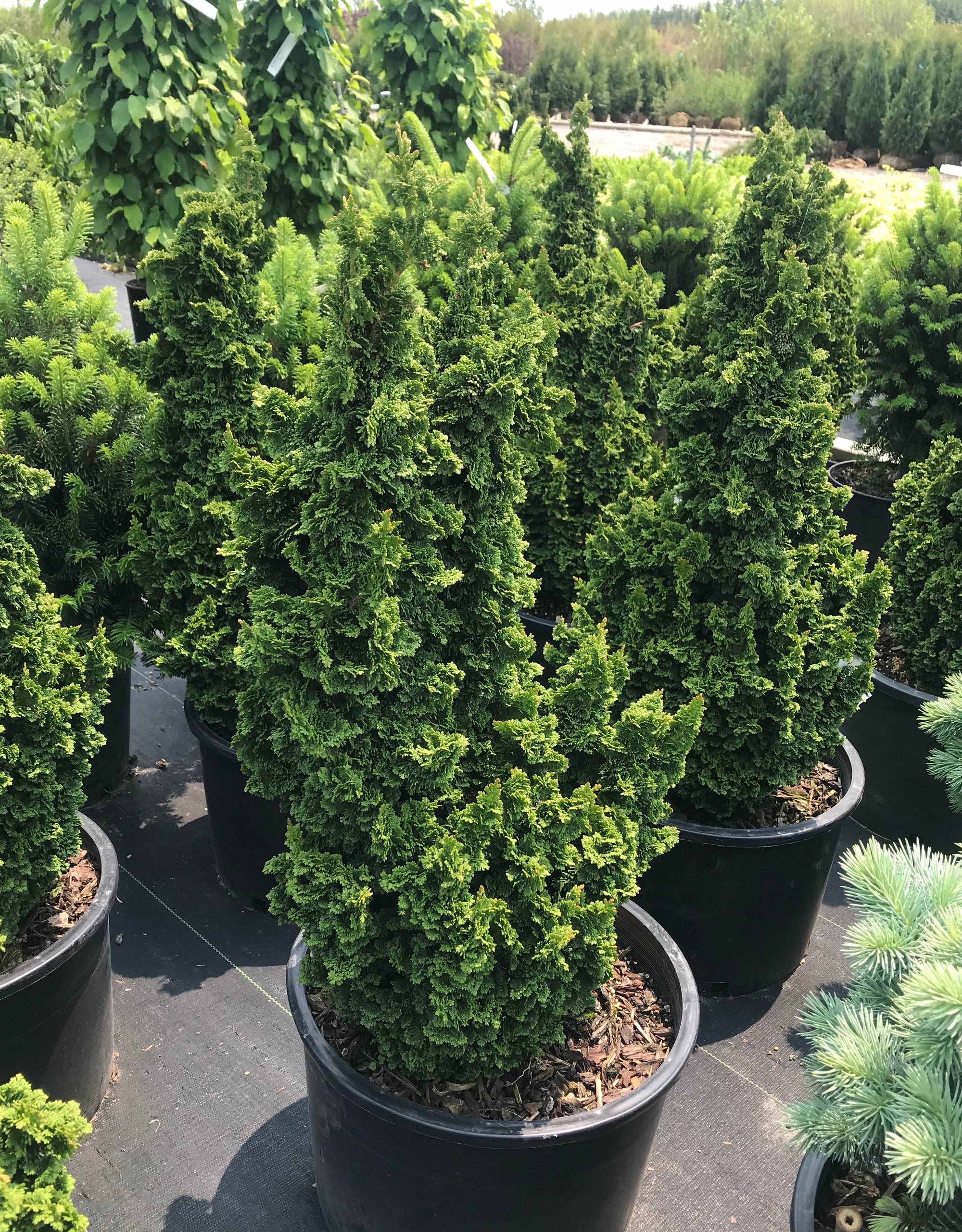 Thuja occidentalis Primo ISlPrim Primo Cedar