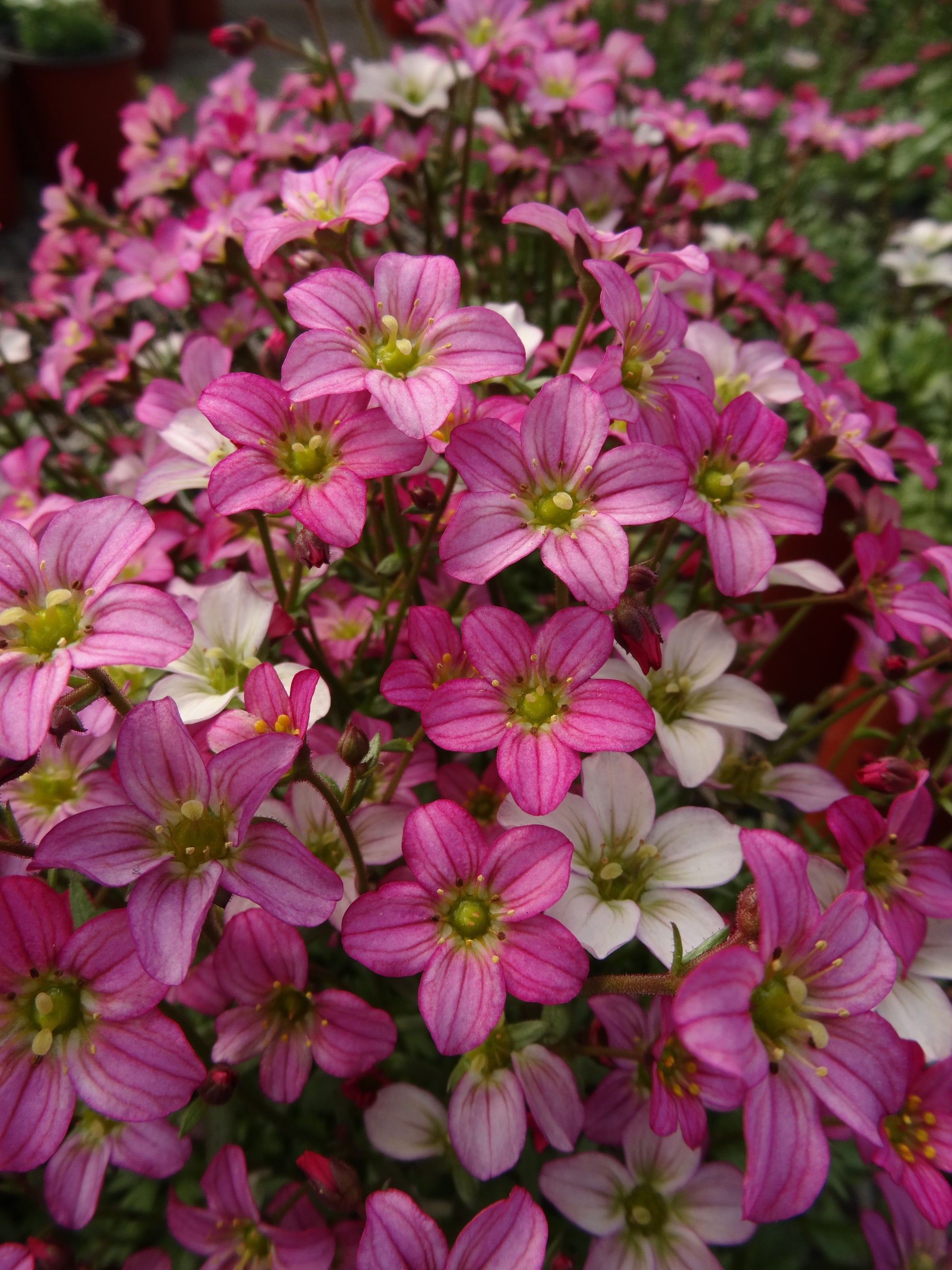 Saxifraga x Touran Pink Touran Pink Saxifrage