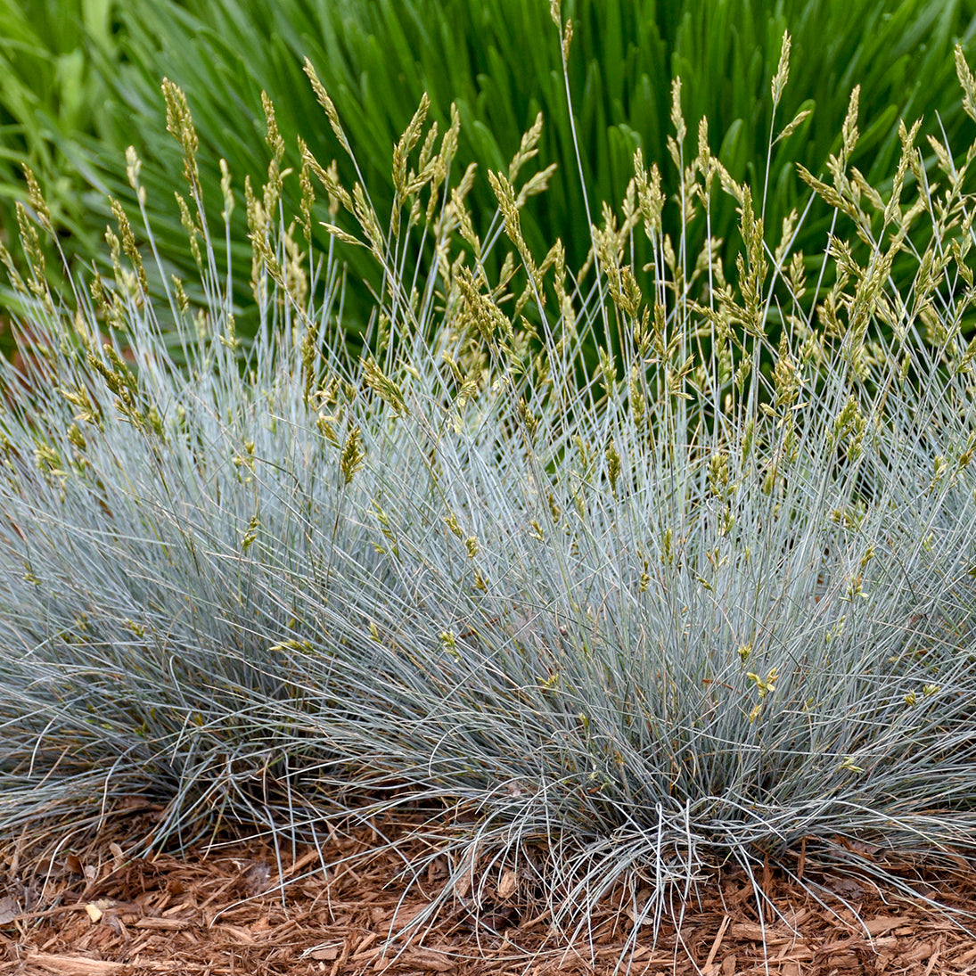 Festuca glauca Blue Whiskers PP29200 Blue Whiskers Fescue