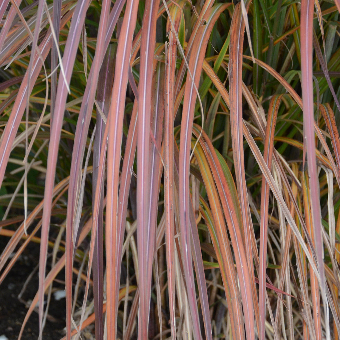 Miscanthus sinensis Oktoberfest PP27074 Oktoberfest Maiden Grass