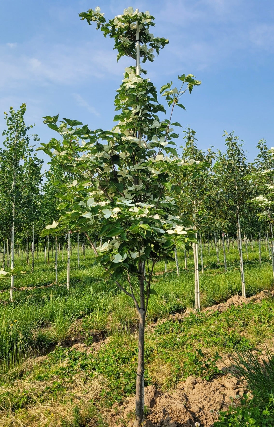 Cornus kousa Snow Tower PPAF Snow Tower Dogwood