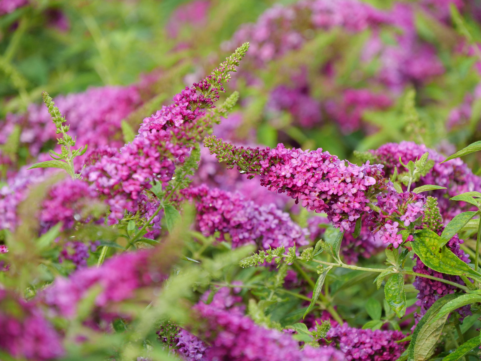 Buddleia x Lo & Behold Ruby Chip SMNBDD PPAF, CPBRAF Ruby Chip Butterfly Bush