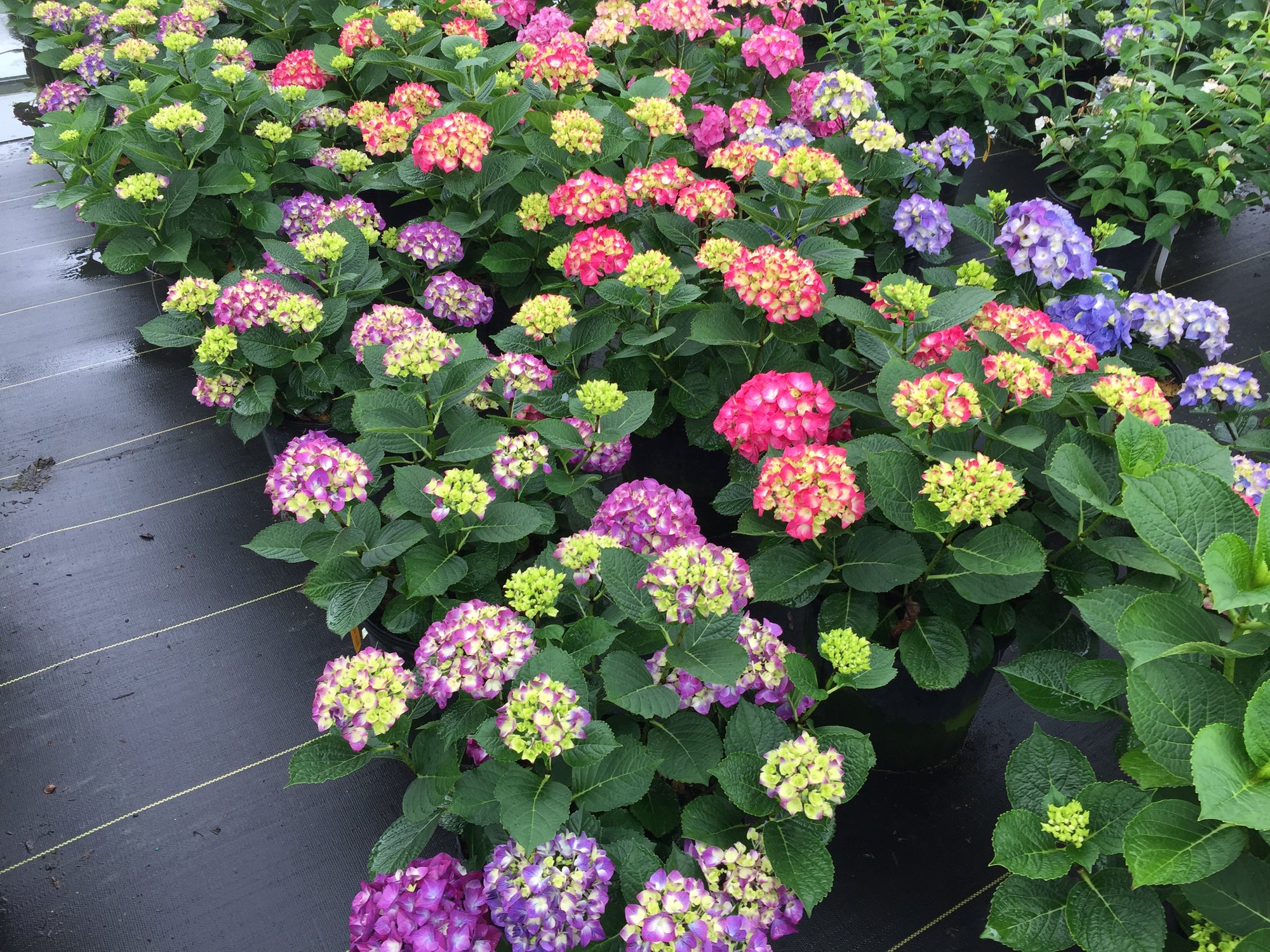 Hydrangea macrophylla Wee Bit Giddy SMNHML PPAF, CPBRAF Wee Bit Giddy Hydrangea