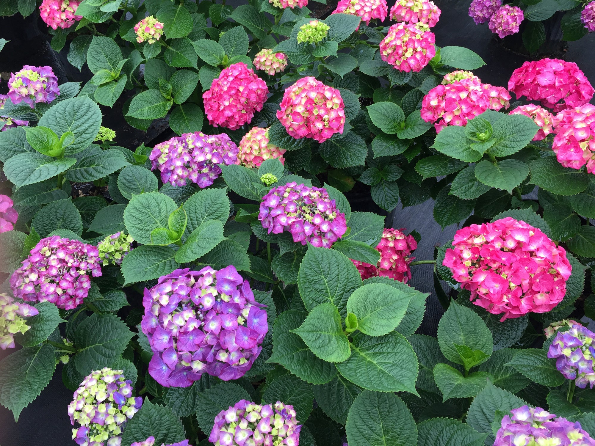 Hydrangea macrophylla Let's Dance Big Band SMNHMP PPAF, CPBRAF Let's Dance Big Band Hydrangea