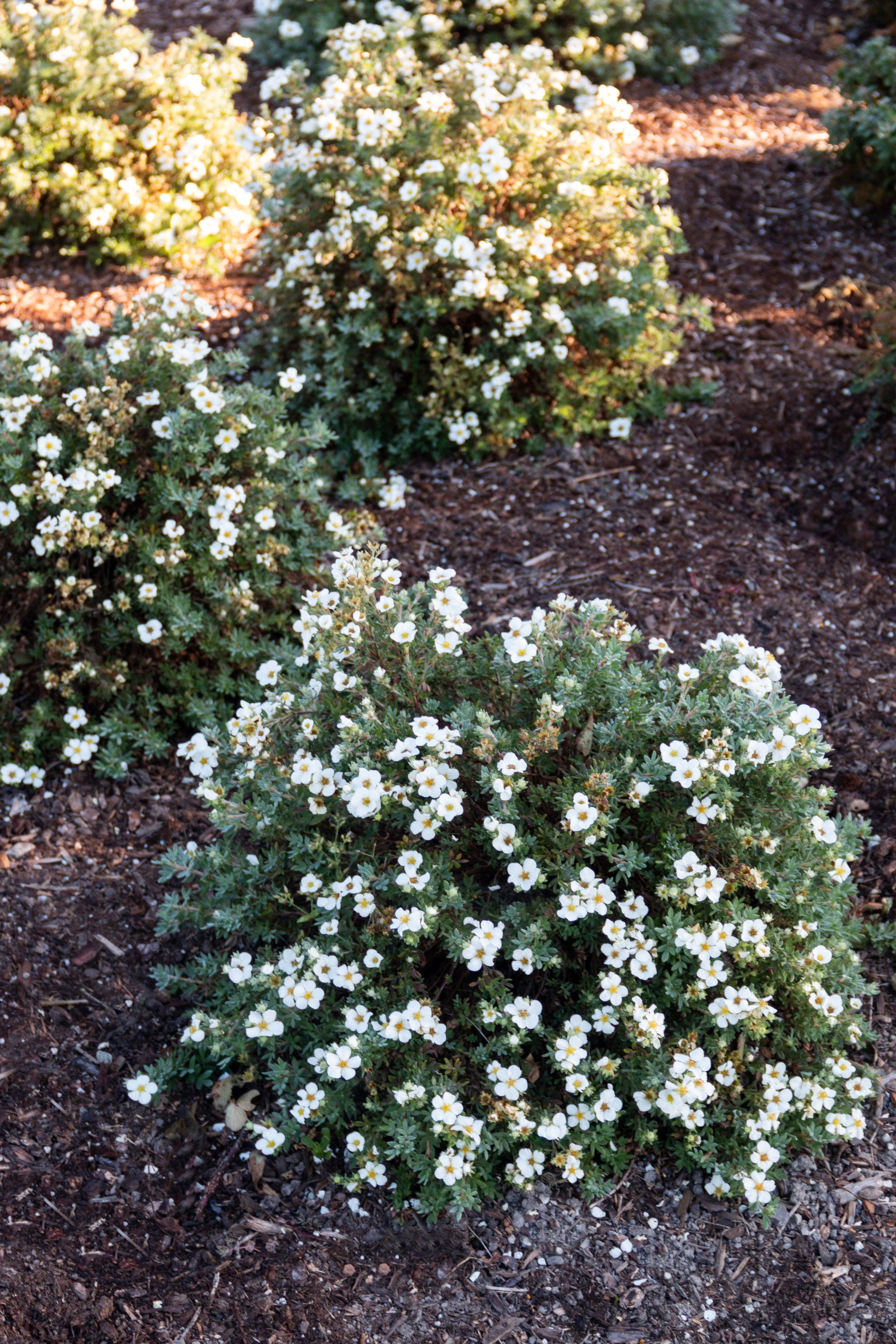 Potentilla fruticosa Bella Bianca PPAF, CPBRAF Bella Bianca Cinquefoil