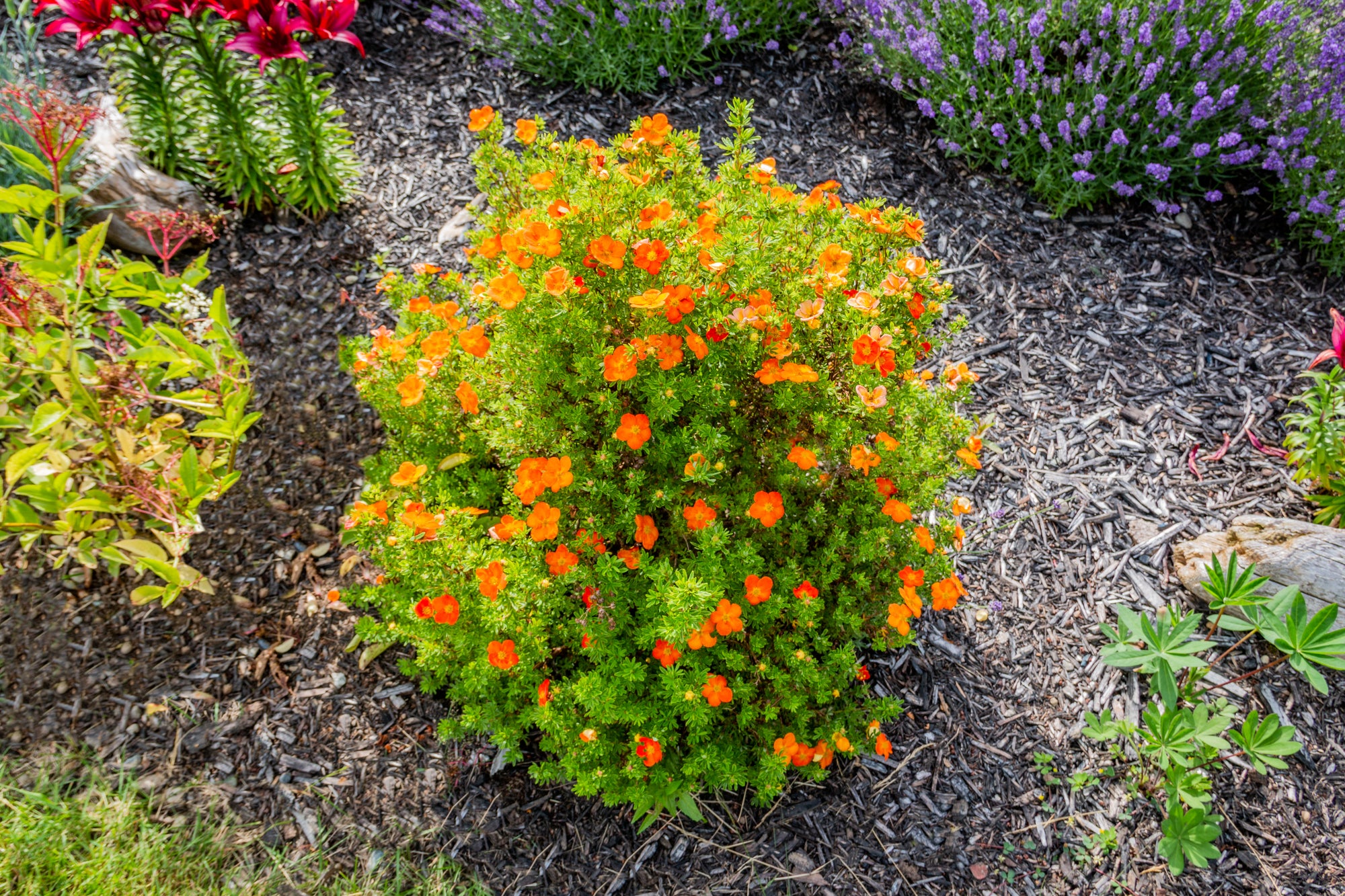 Potentilla fruticosa Bella Sol Bella Sol Cinquefoil