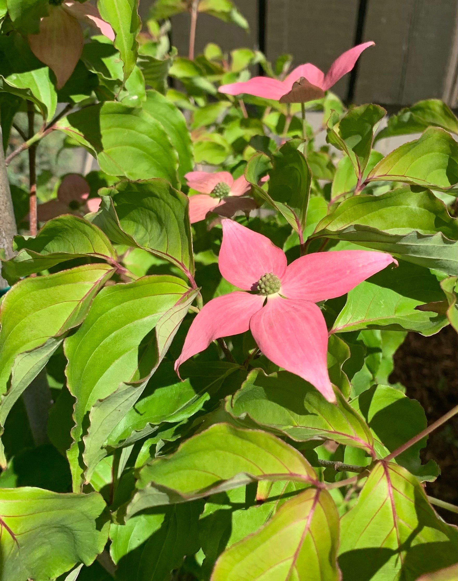 Cornus kousa Scarlet Fire Rutpink PP28311 Scarlet Fire Dogwood