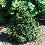 Ilex crenata Dwarf Pagoda Dwarf Japanese Holly