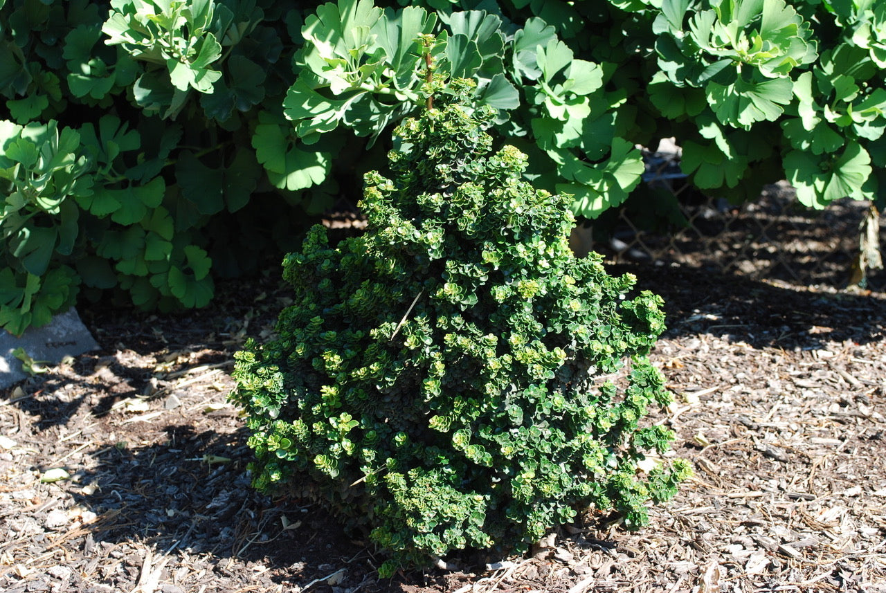 Ilex crenata Dwarf Pagoda Dwarf Japanese Holly