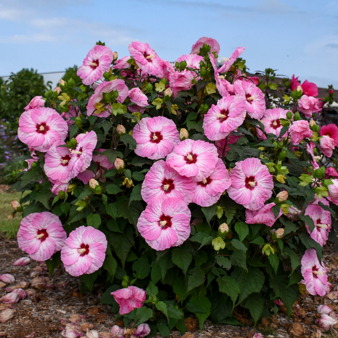 Hibiscus x Moonshadow Carmine Moonshadow Carmine Rose Mallow