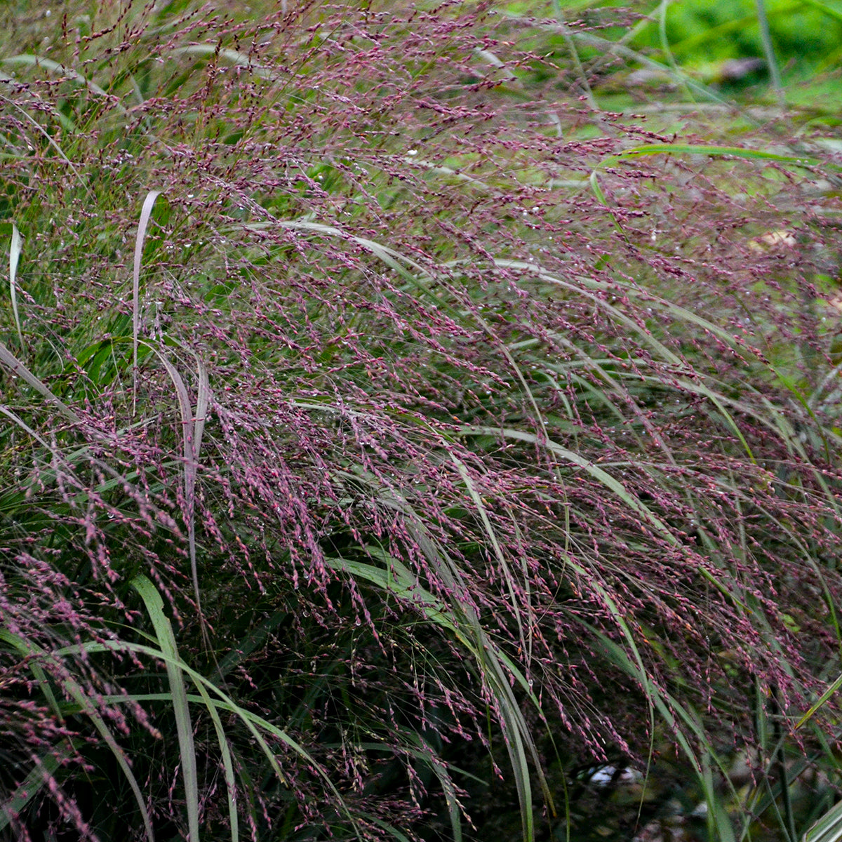 Panicum virgatum Apache Rose PP29142, CPBR5651 Apache Rose Switch Grass