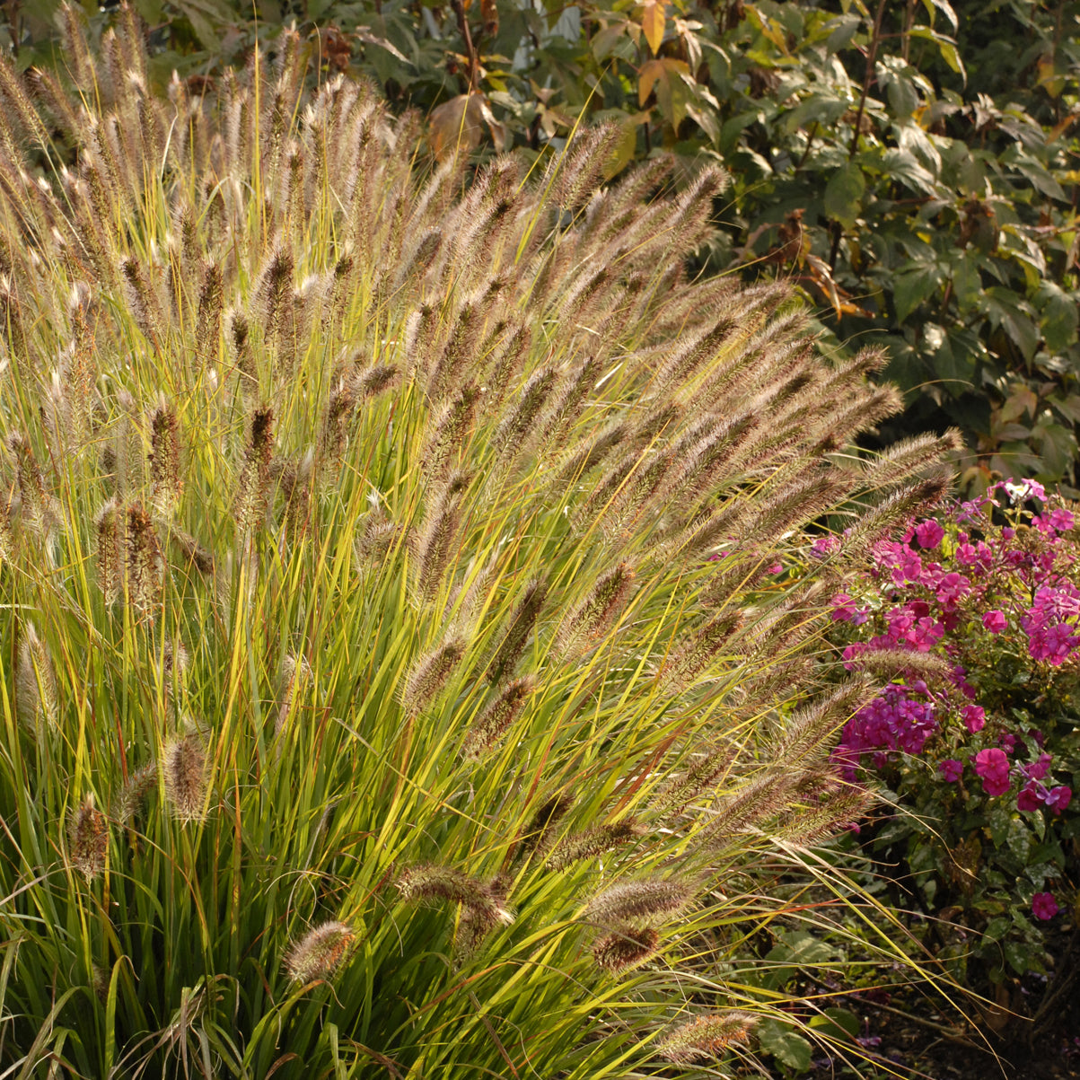 Pennisetum alopecuroides Desert Plains PP20751 Desert Plains Fountain Grass