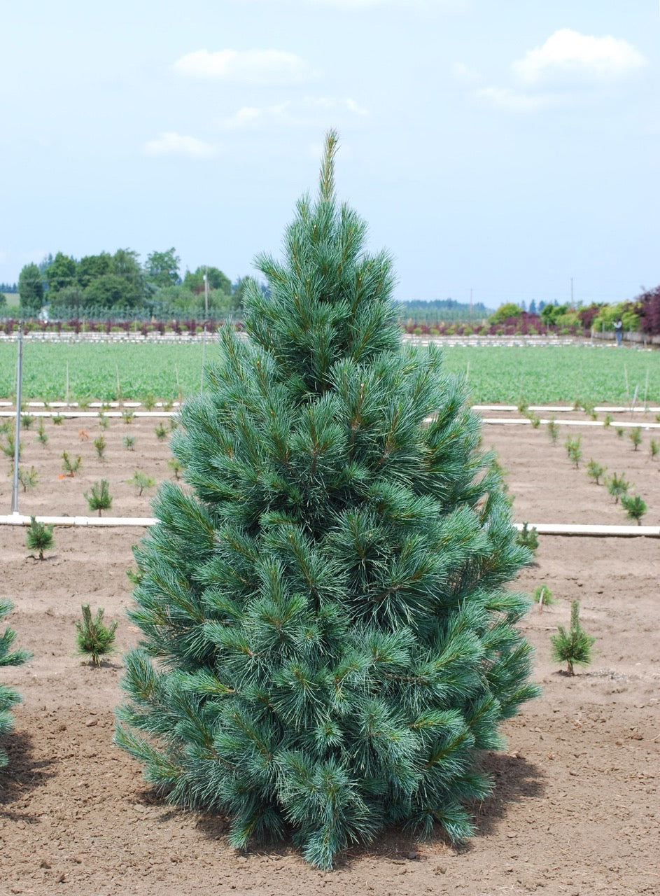 Pinus strobus x ayacahuite Domingo Domingo Hybrid Pine