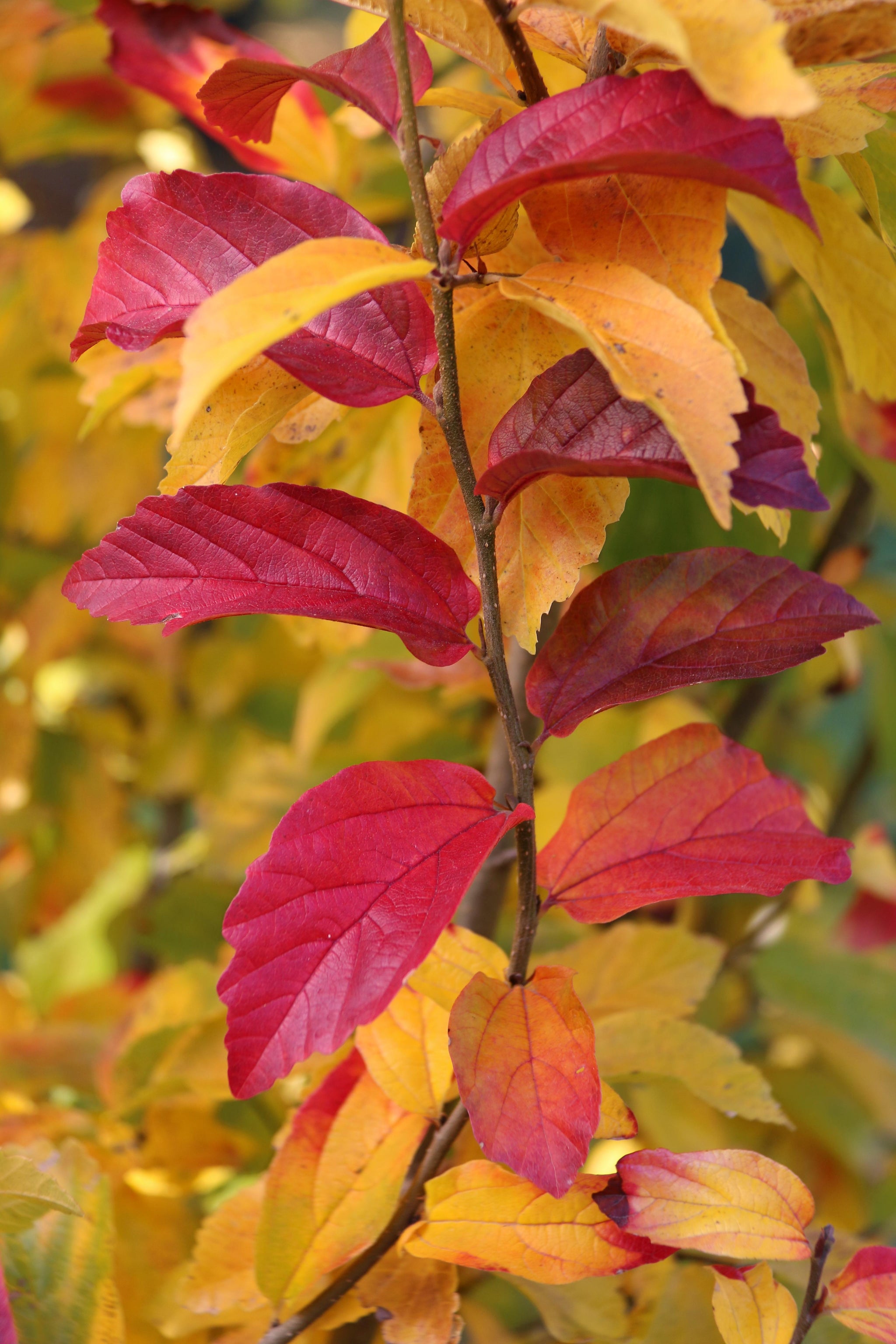 Parrotia persica Persian Spire JLColumnar PP24951 Persian Spire Parrotia