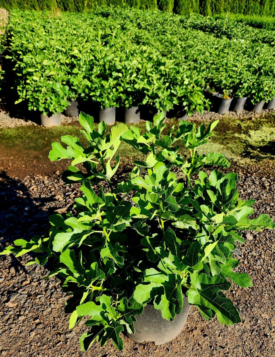 Ficus carica Olympian Olympian Common Fig