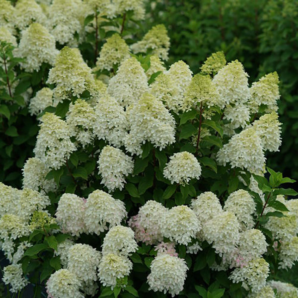 Hydrangea paniculata Quick Fire Fab SMNHPM PP32513 Quick Fire Fab Hydrangea