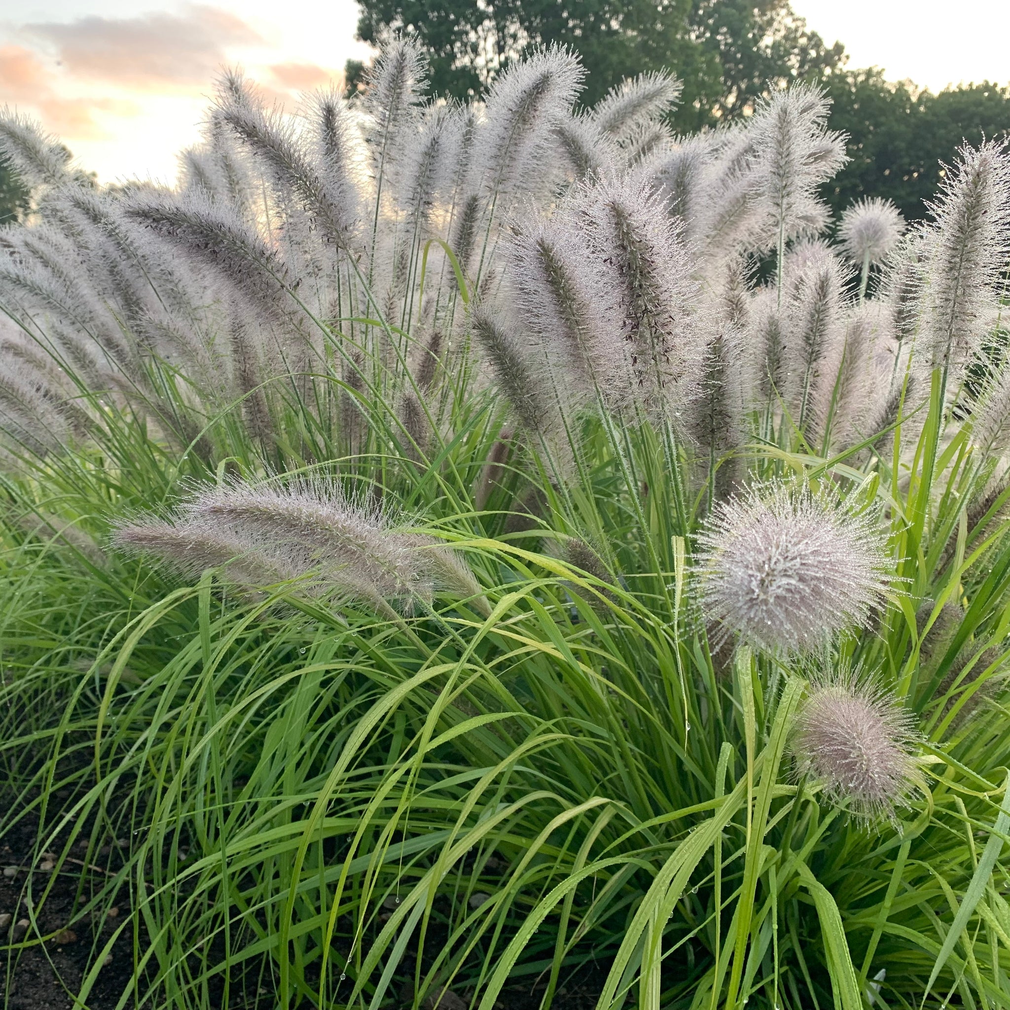 Pennisetum alopecuroides Lemon Squeeze PPAF Lemon Squeeze Fountain Grass