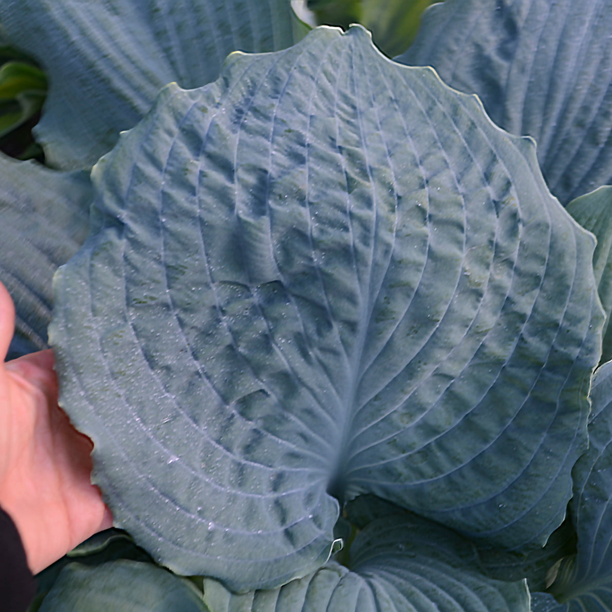 Hosta Diamond Lake USPPAF 30,769, Can PBRAF Plantain Lily