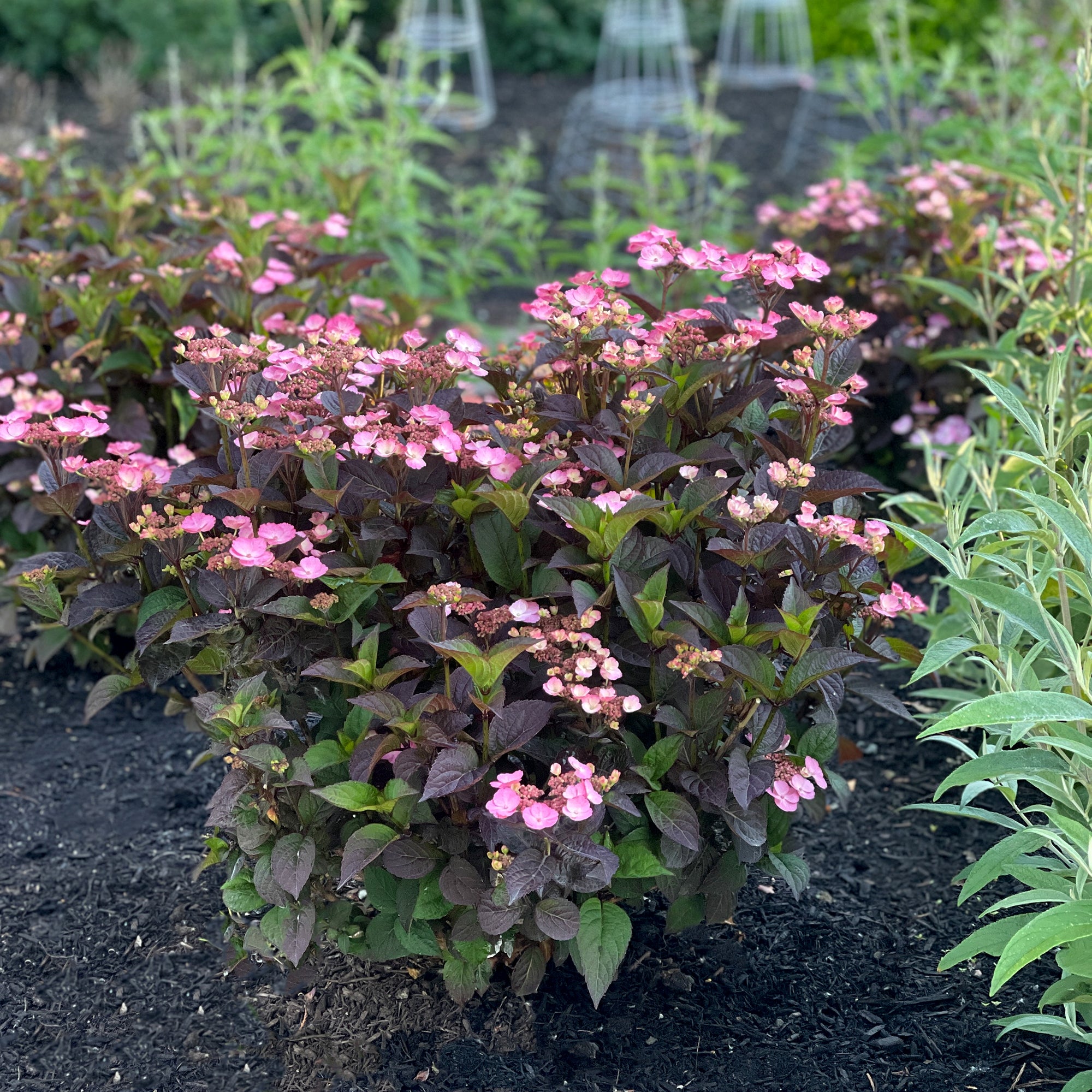 Hydrangea serrata Pink Dynamo JPDO1 USPPAF, CPBRAF Pink Dynamo Hydrangea