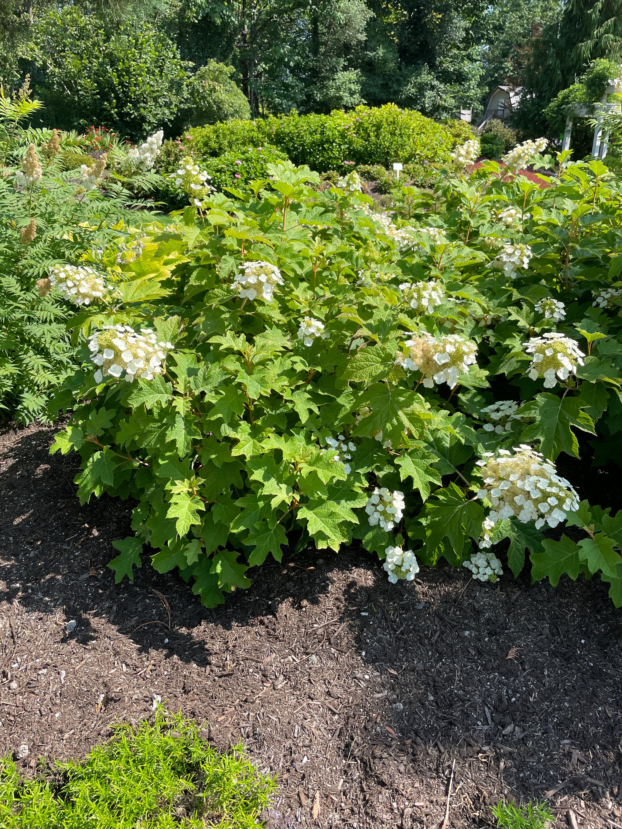 Hydrangea quercifolia Toy Soldier Bocotoso USPPAF, CPBRAF Toy Soldier Oakleaf Hydrangea